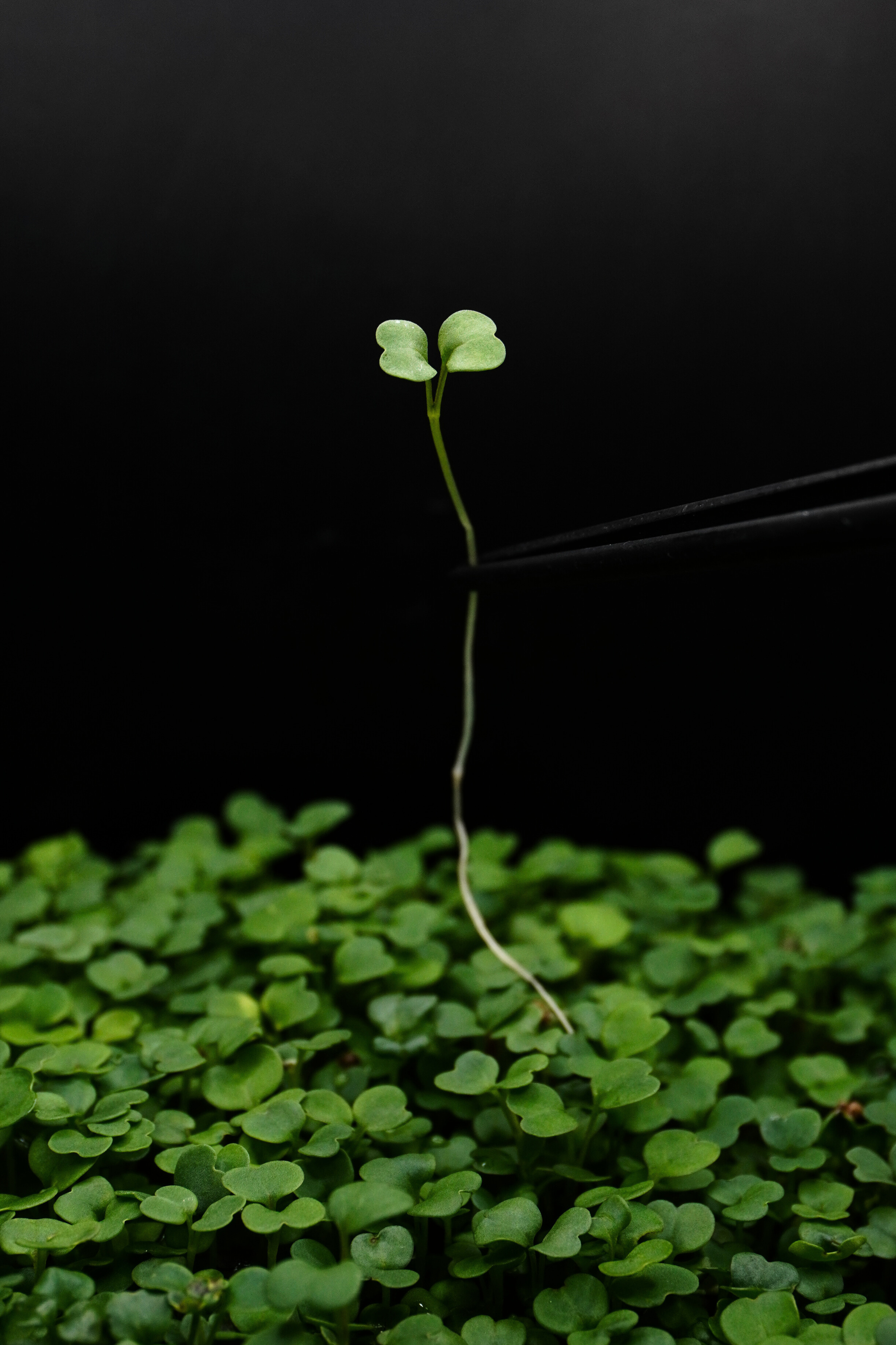 Arugula, Rocket