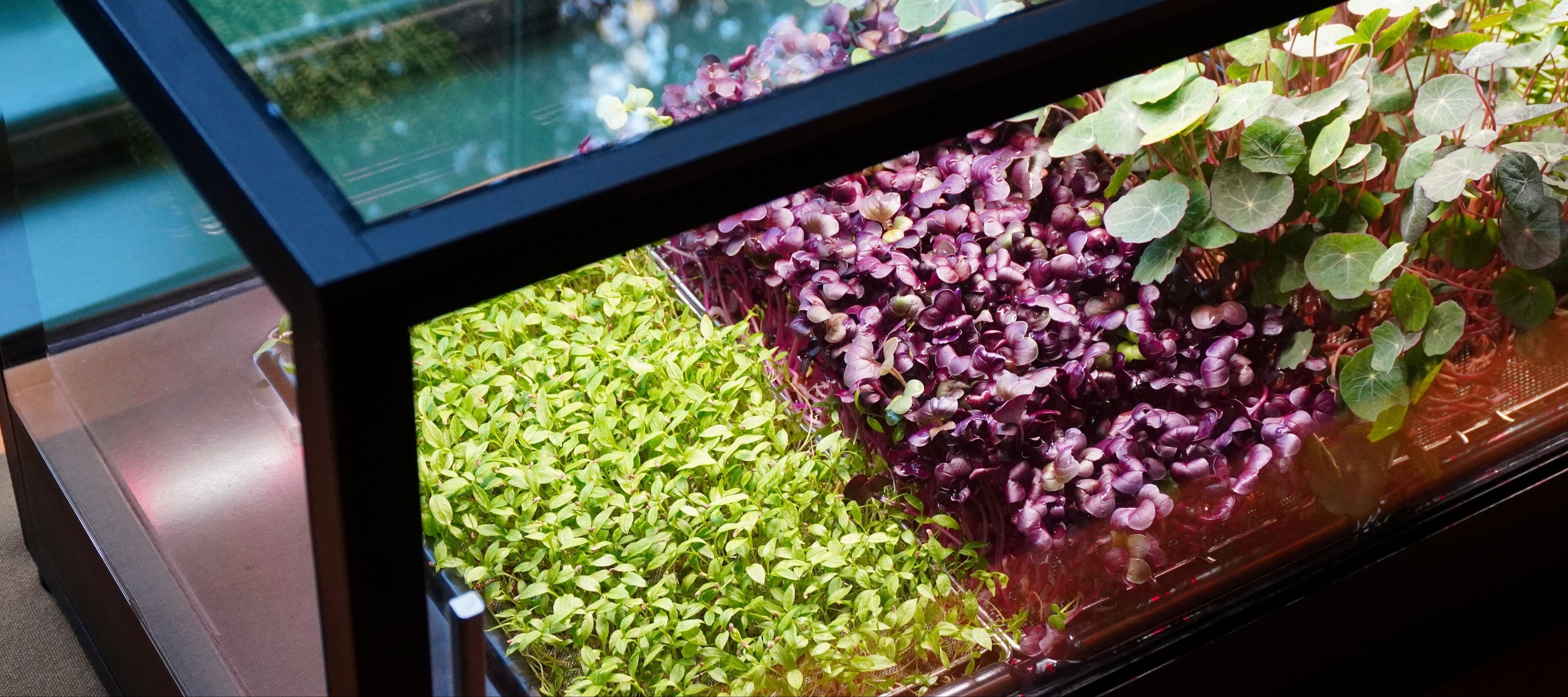 Fresh microgreens grown in a Grovero MiniGro