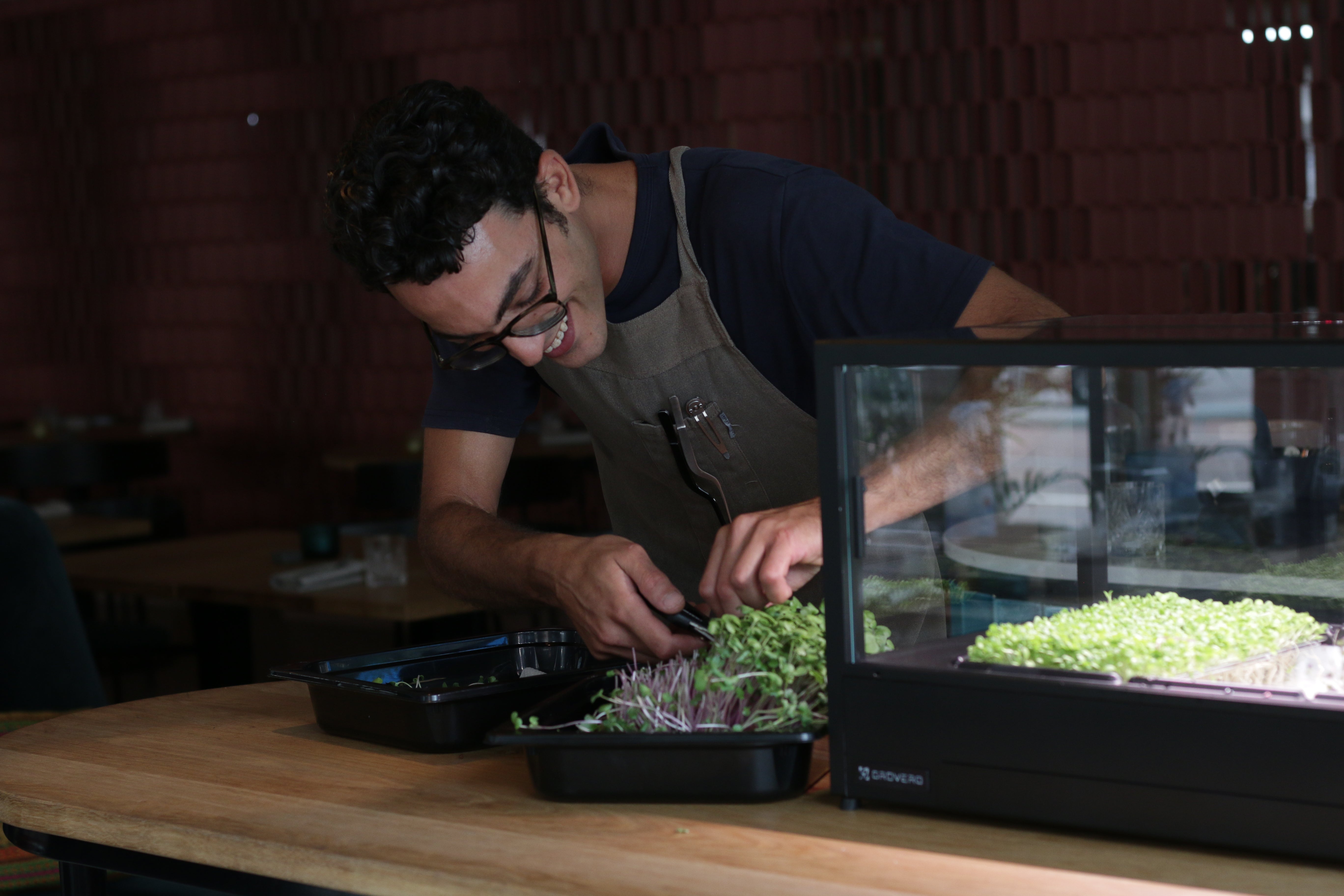 Chef harvesting greens from a meshed tray, with an indoor microfarm sitting on the counter