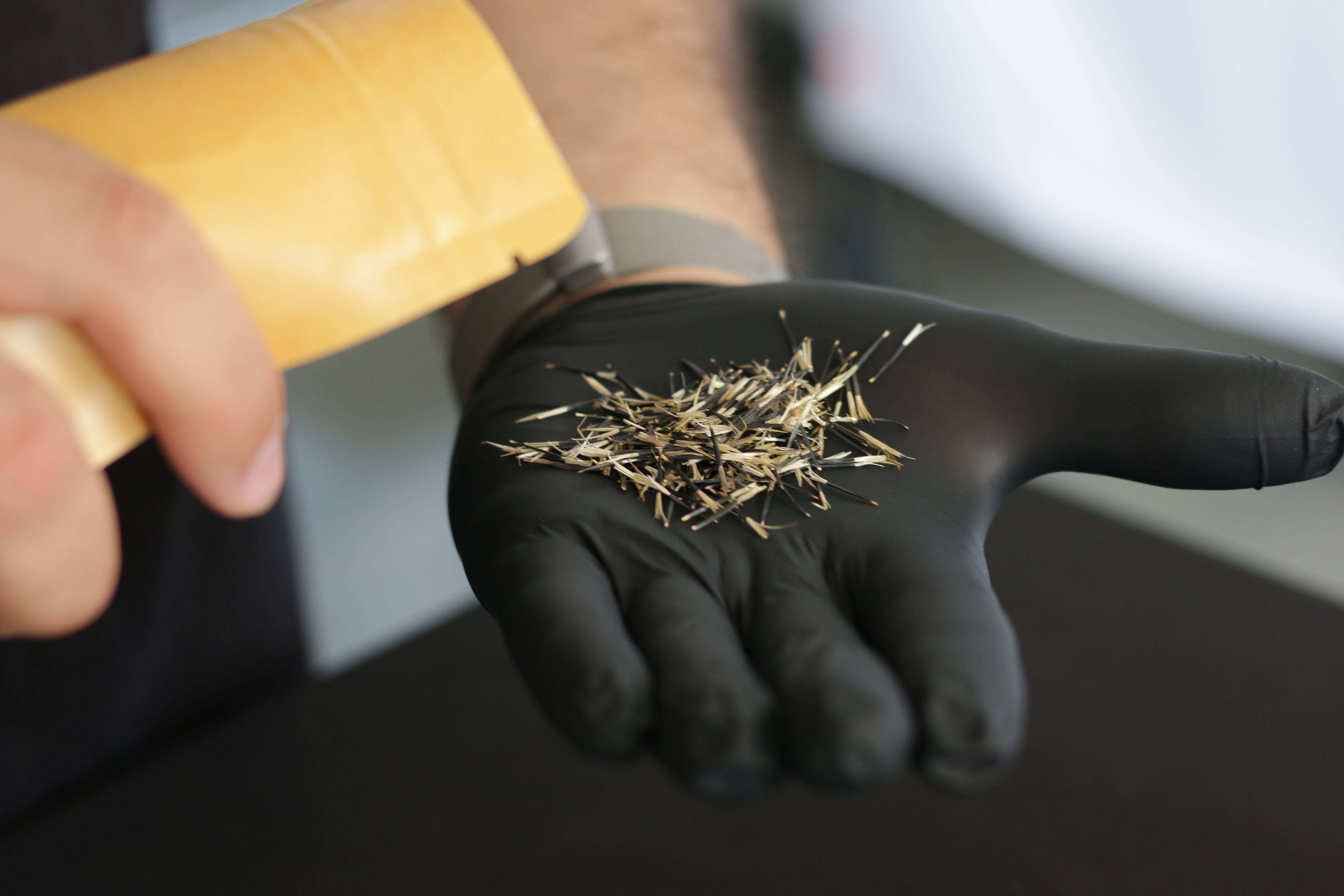 A close-up of a hand wearing a black nitrile glove holding a small pile of dried Tagette seeds, while another hand holds a yellow plastic container above the glove.