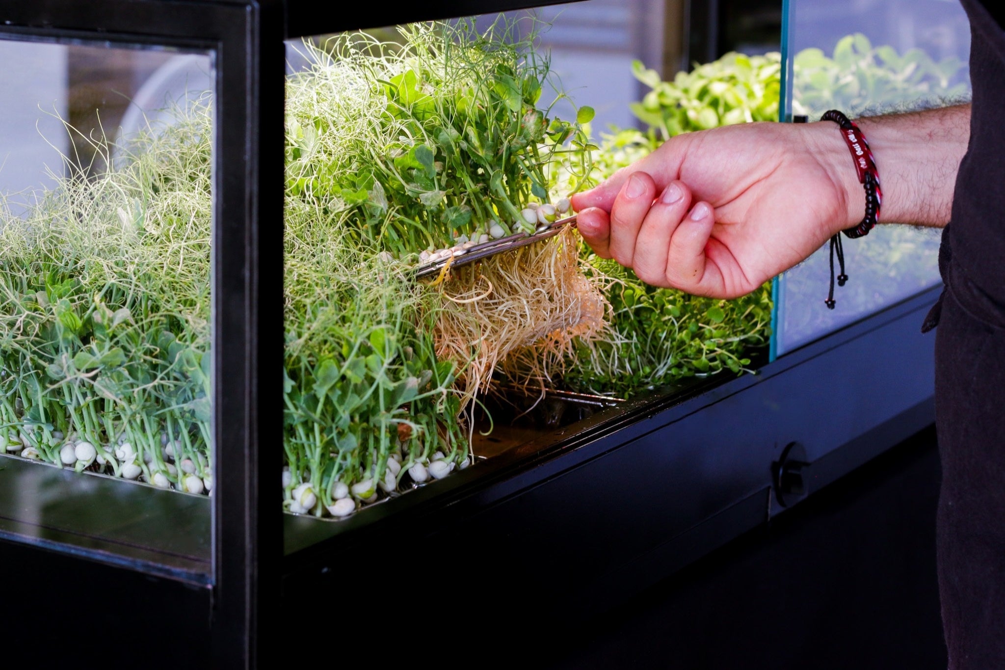 Chef lifting a meshed tray from the hydroponic system