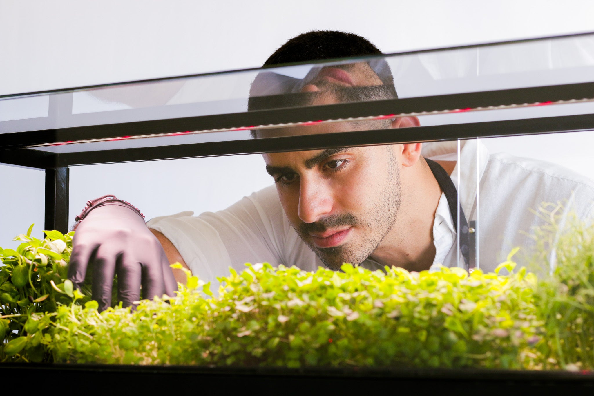 Chef examining plants in a hydroponic system