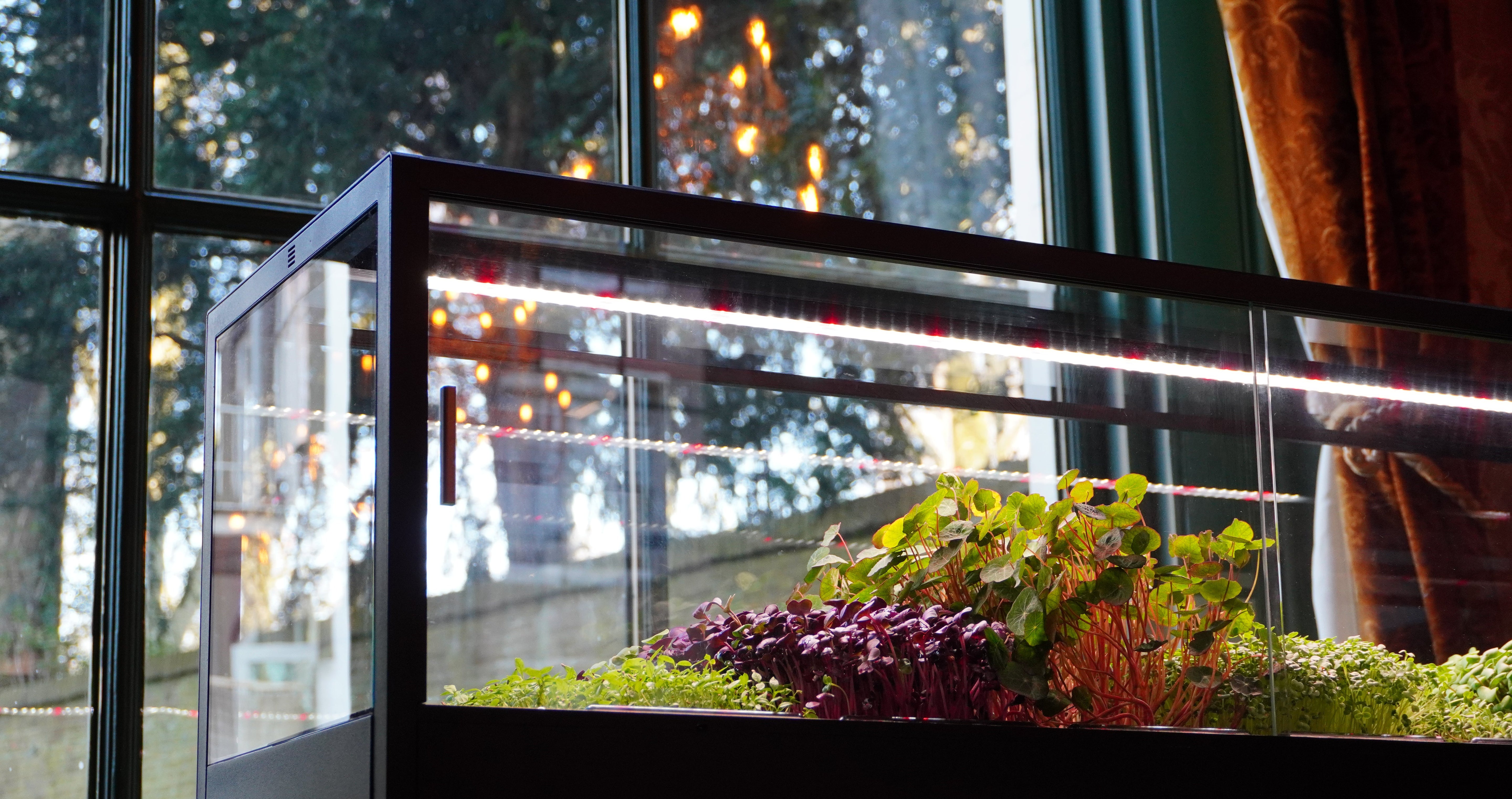 A Grovero indoor vertical microfarm with a glass front, black frame, and integrated LED grow lights, filled with green and purple leafy greens, set on a table in front of a window.