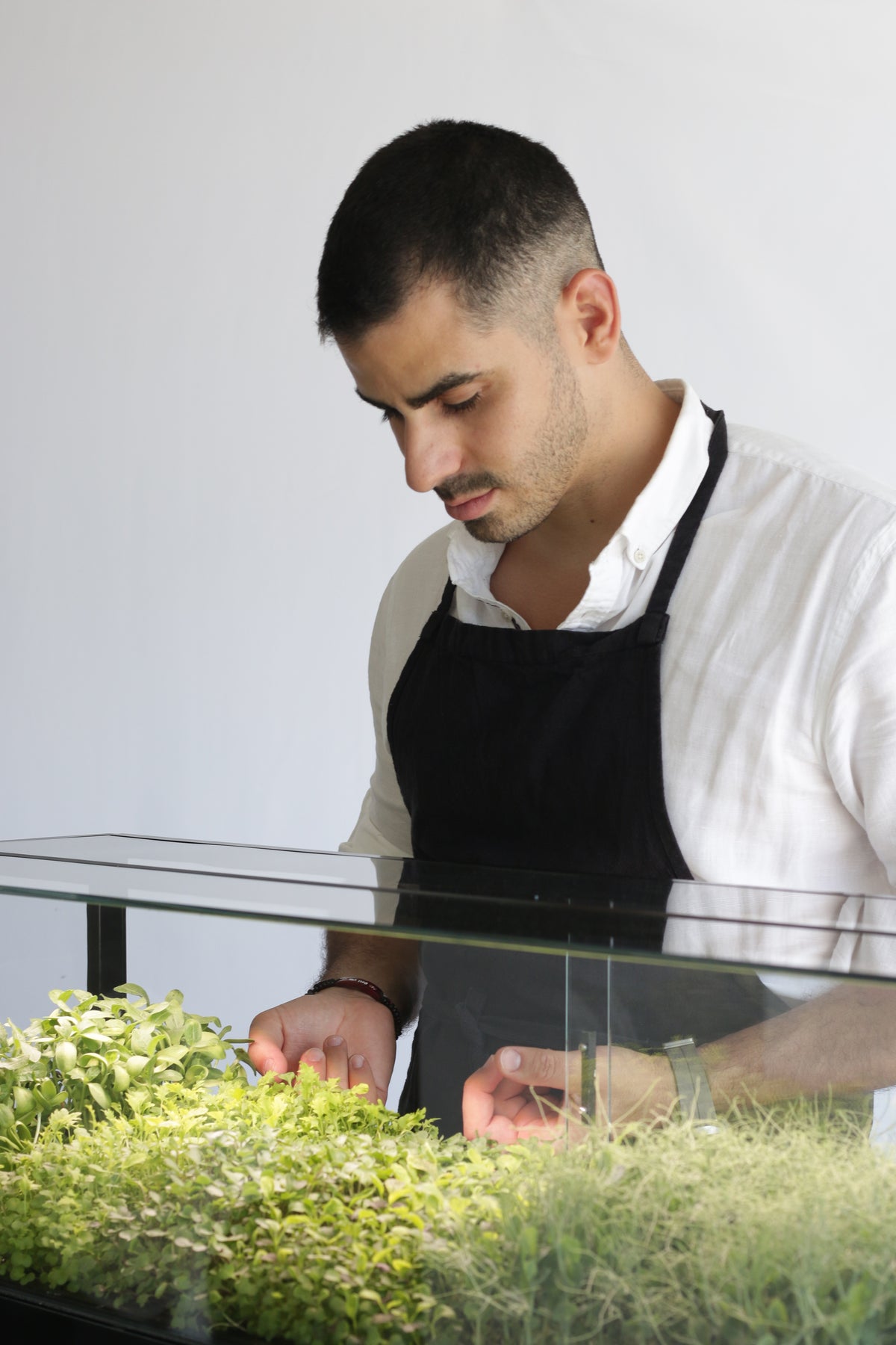 Chef inspecting greens growing in indoor microfarm, Minigro