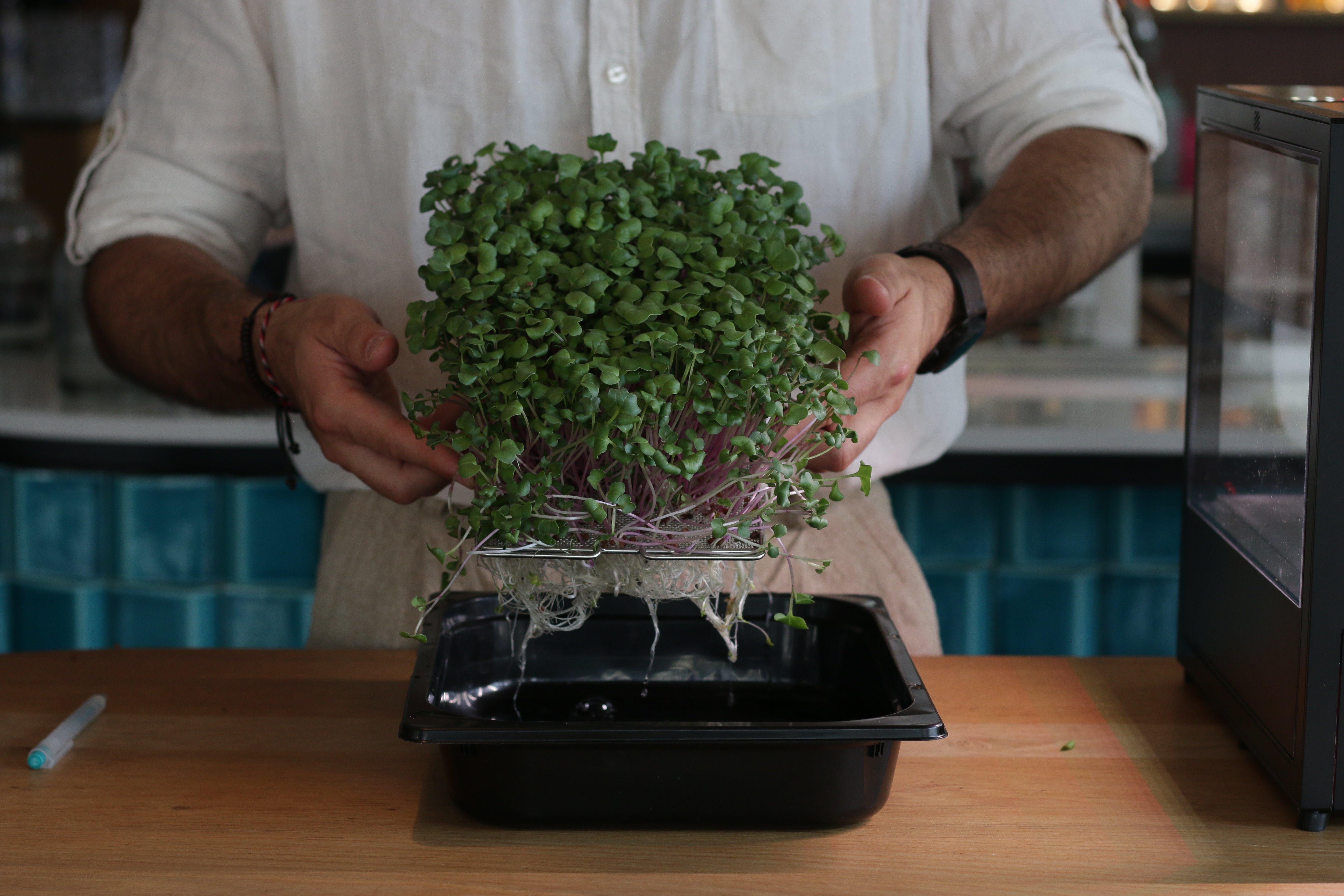 Chef holding a tray of microgreens