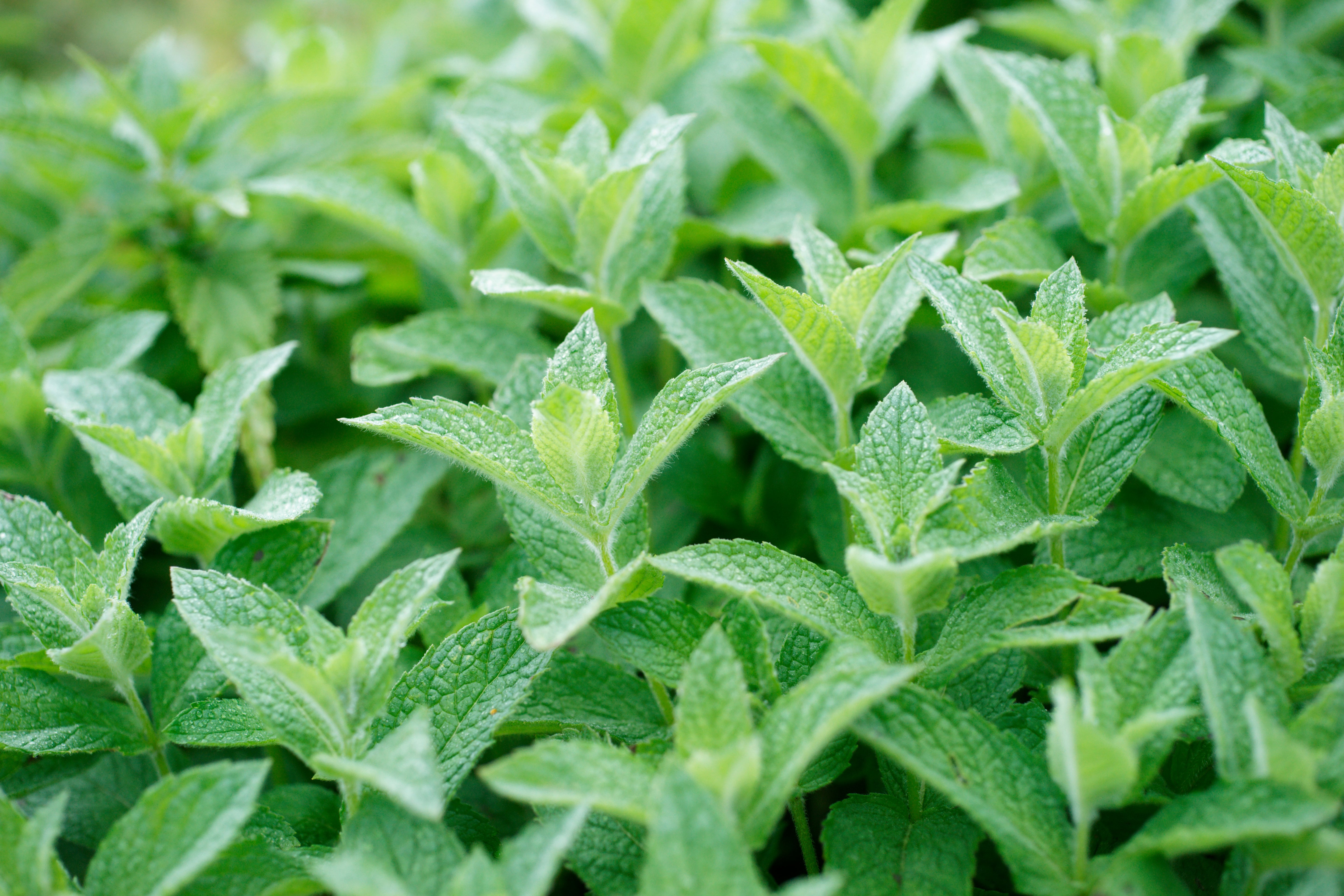 Close-up of a field of green plants with a blurred background