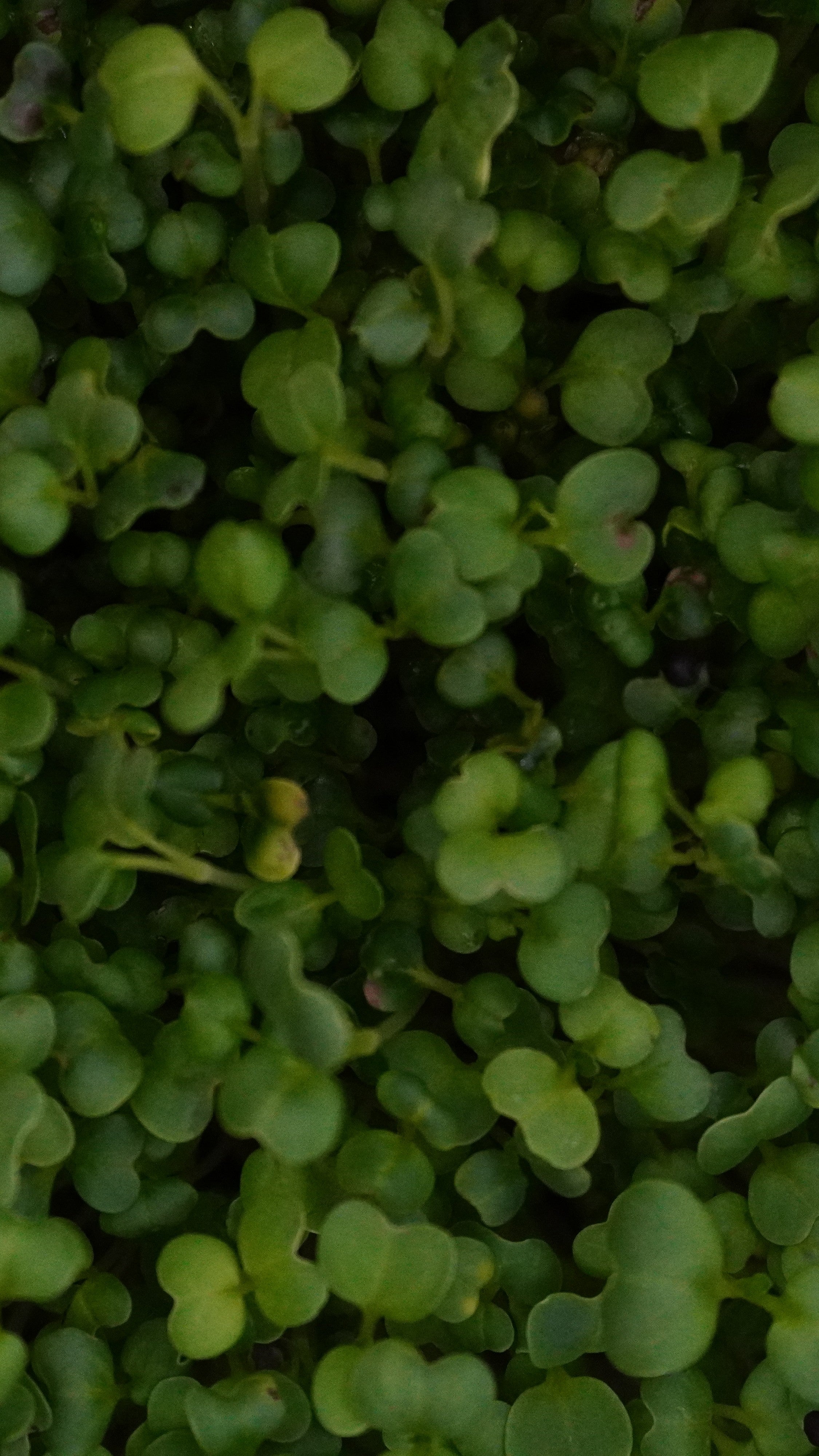 Mizuna, Green