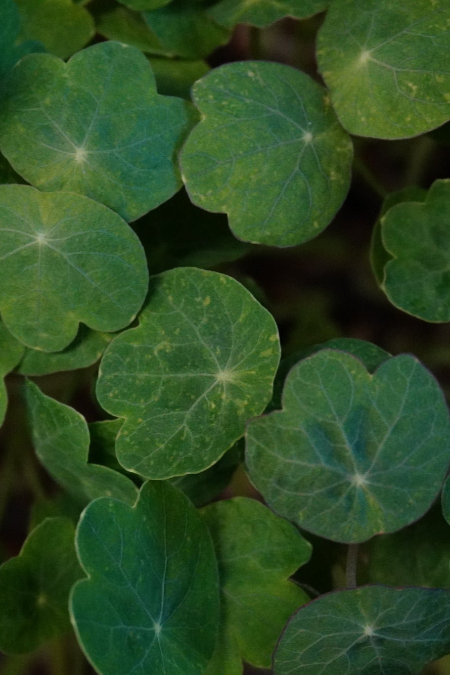 Nasturtium, Alaska