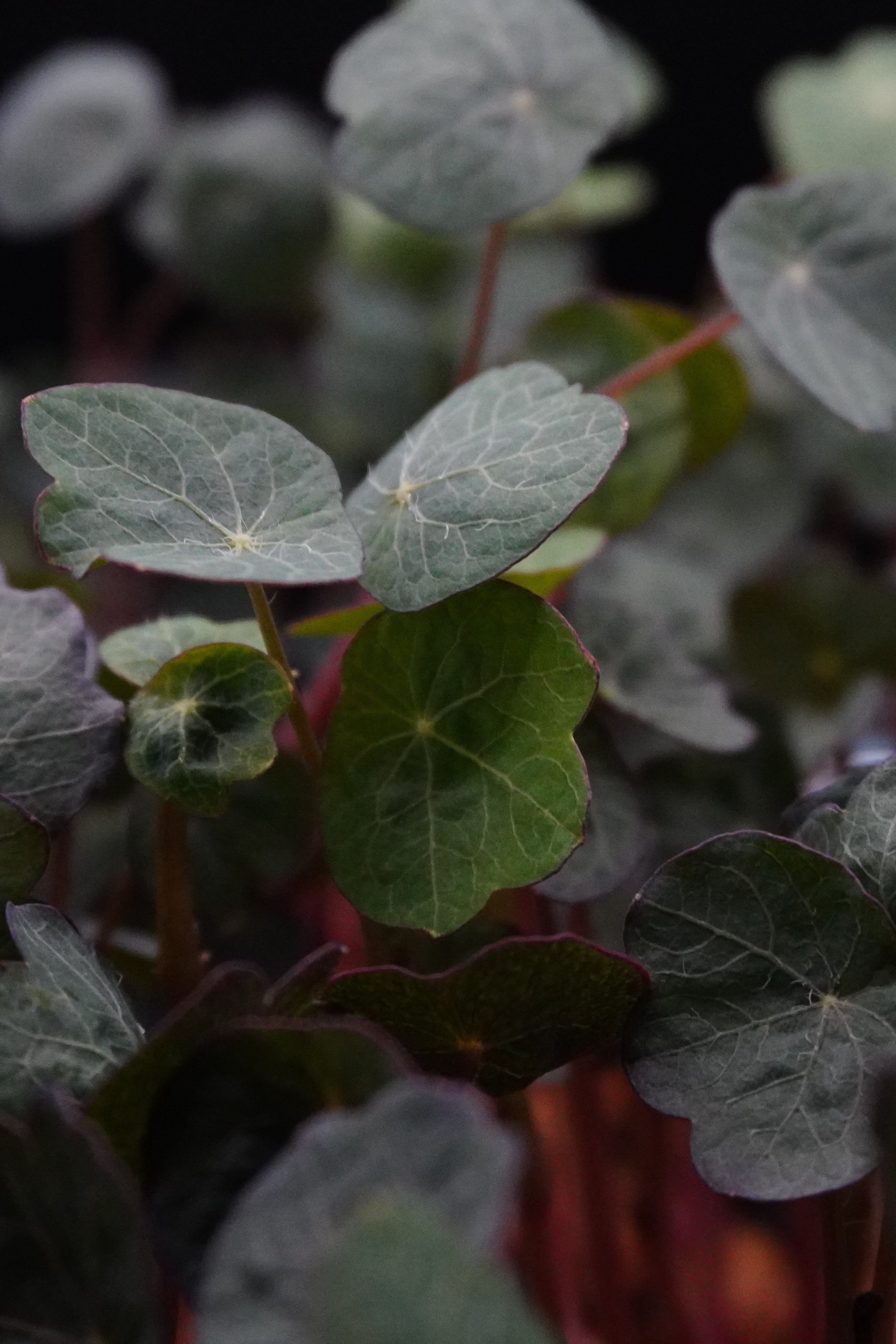 Nasturtium, India