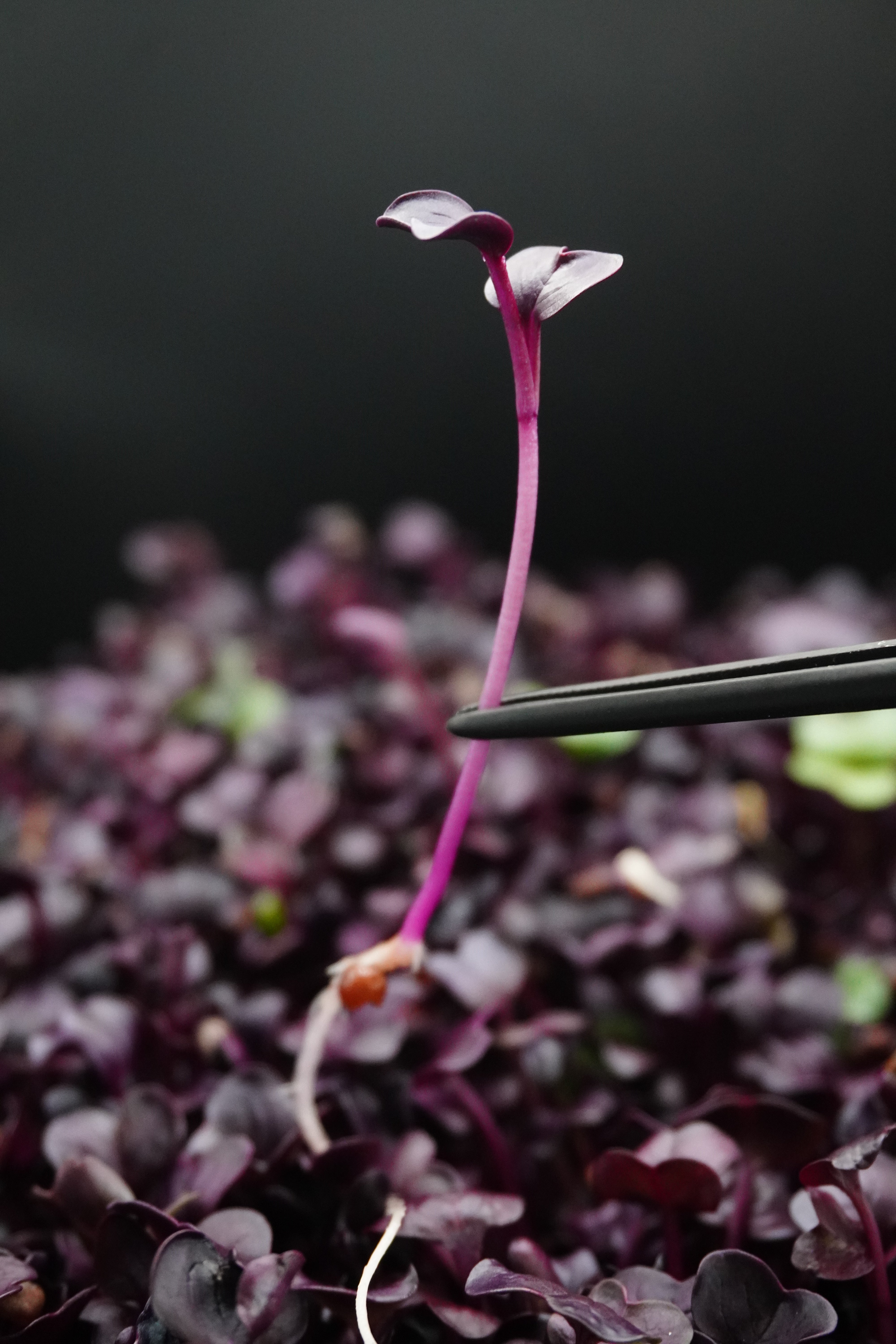 Radish, Sango