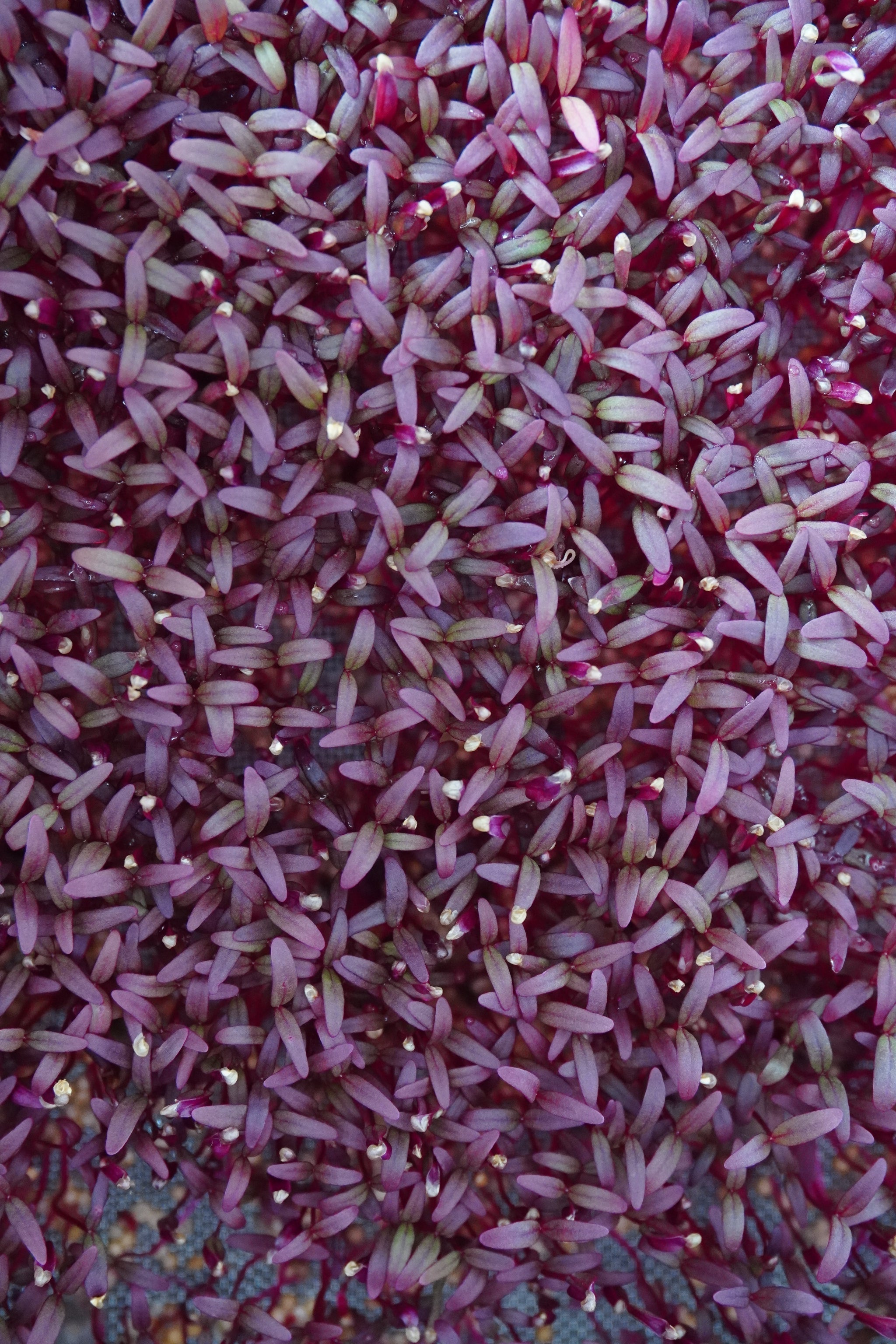 Amaranth, Red