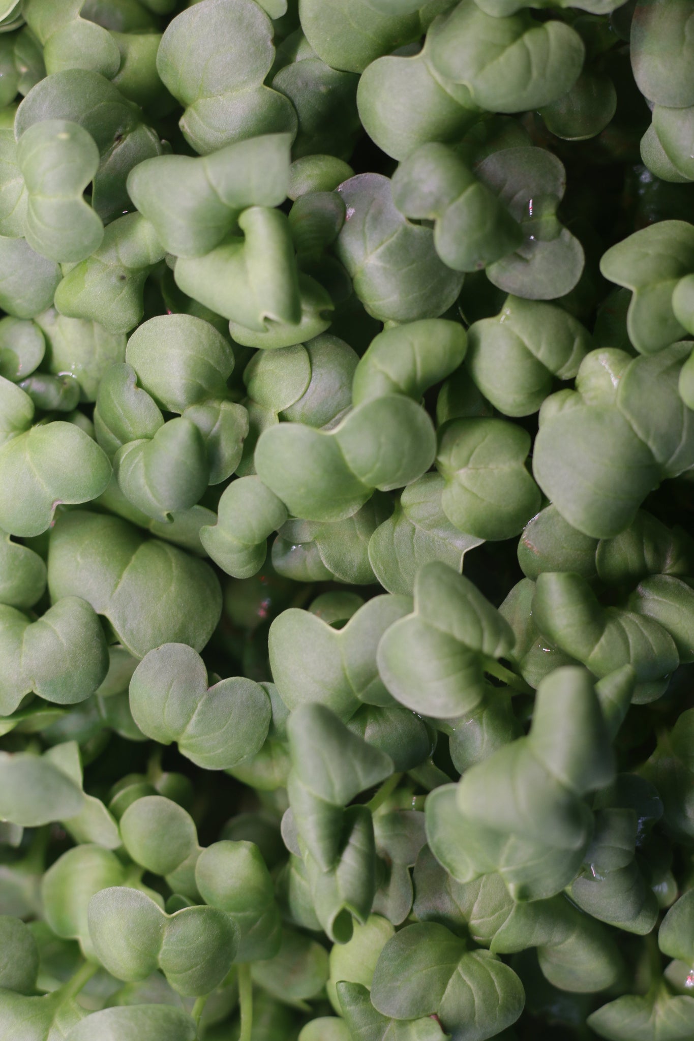 Radish, Daikon