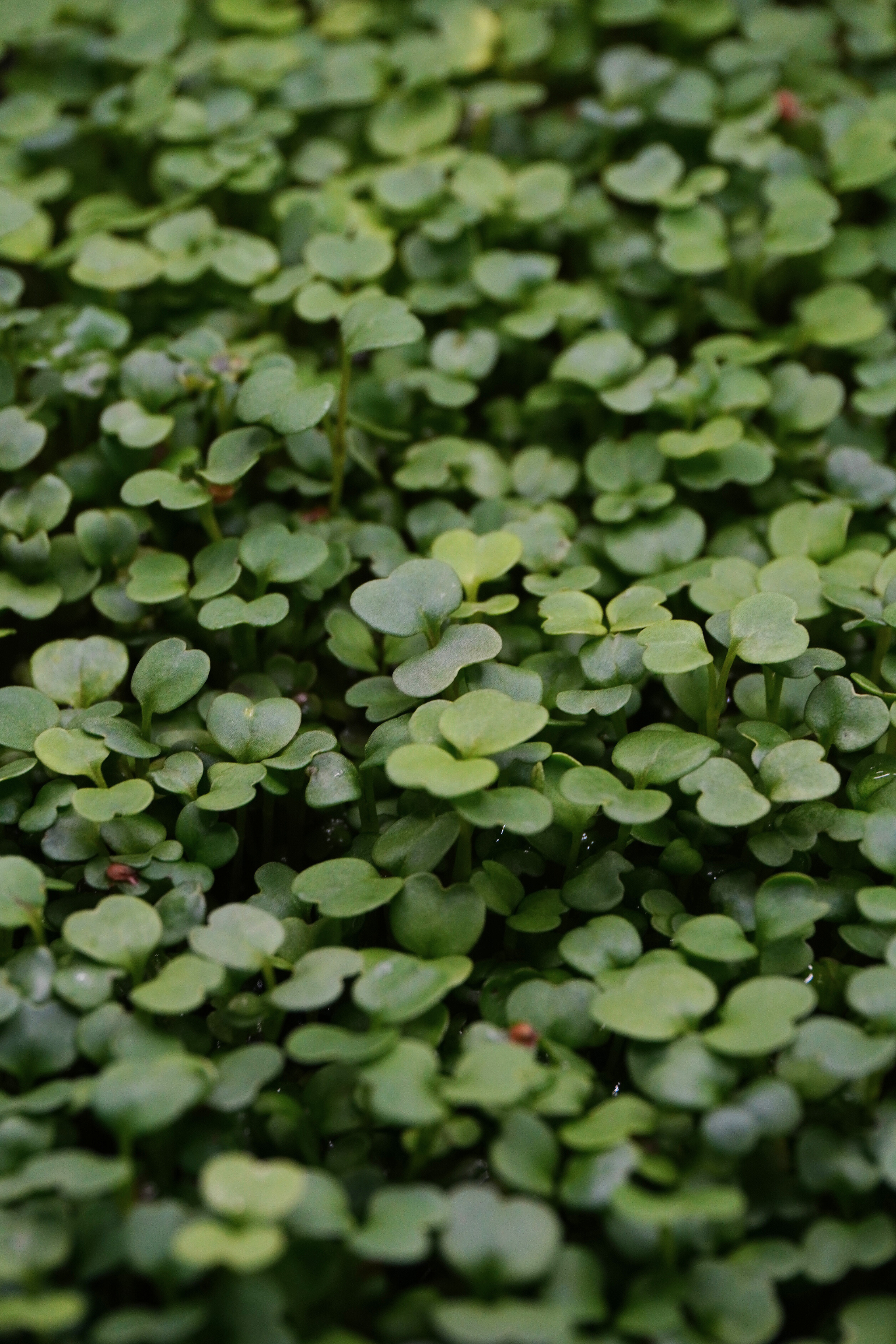 Arugula, Rocket