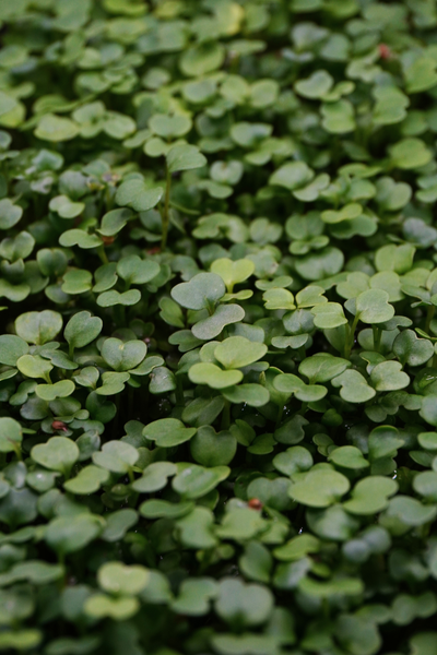 Arugula, Rocket