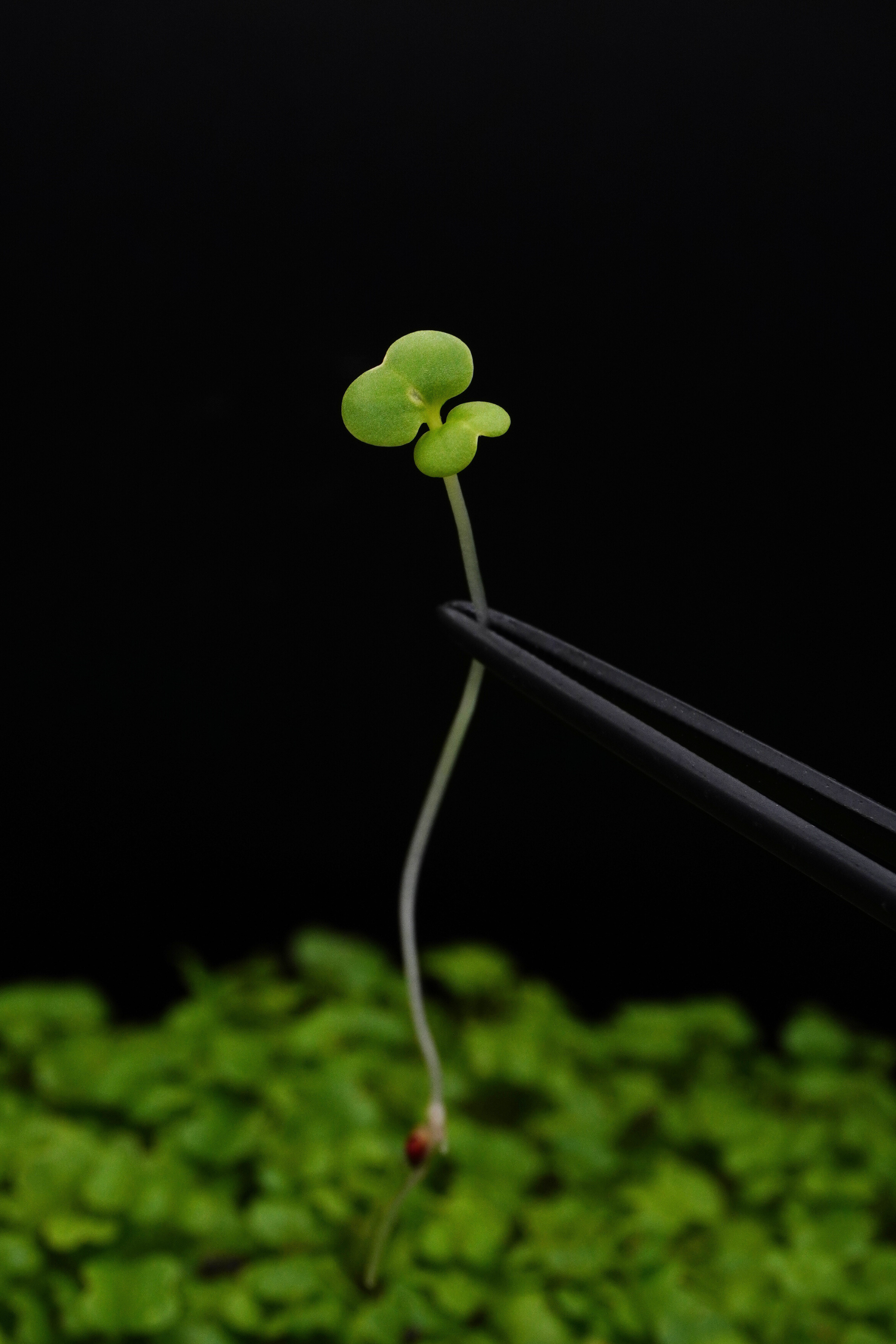 Pak Choi, White Stem