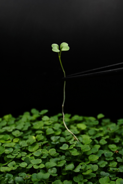 Arugula, Rocket