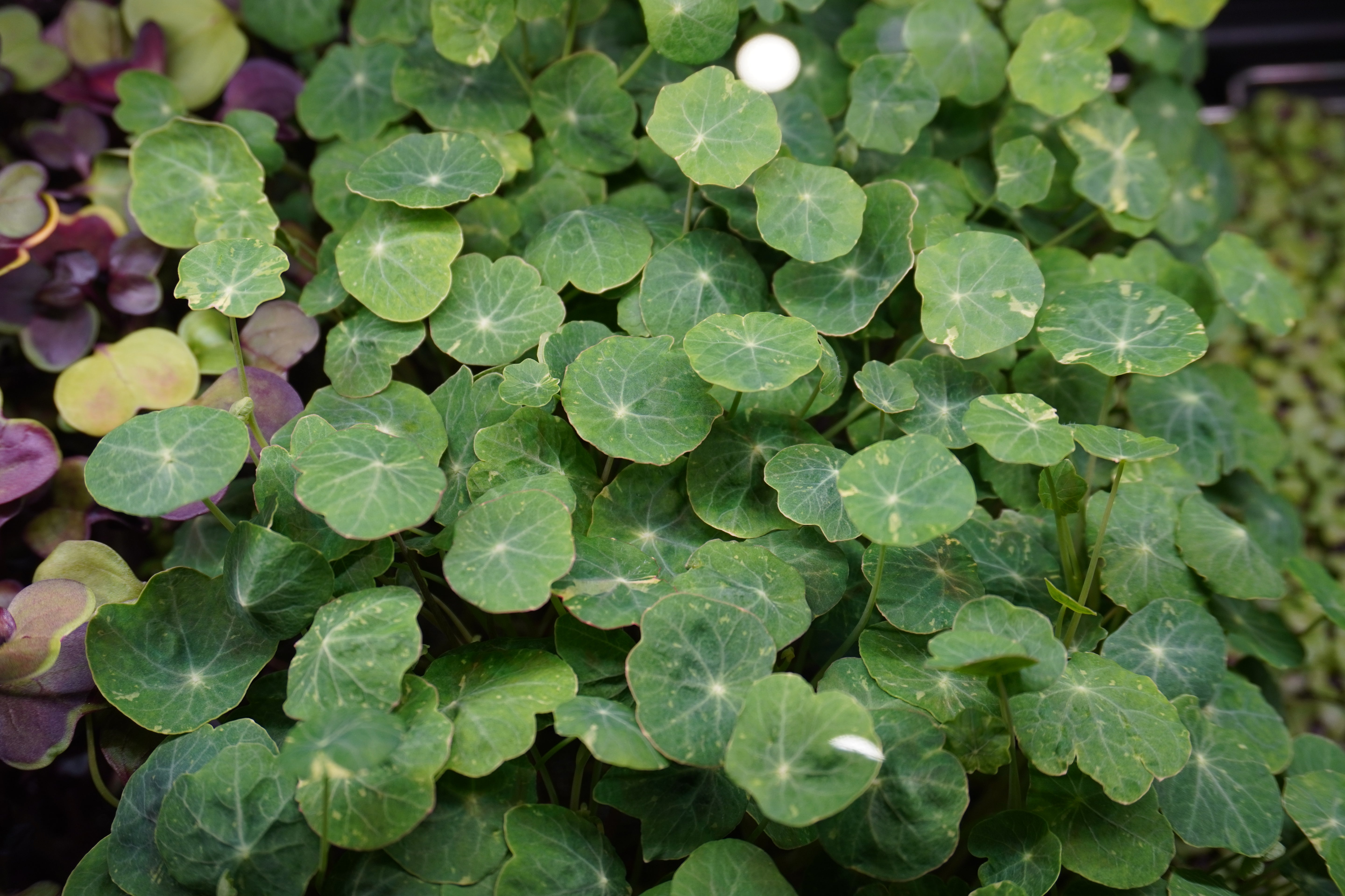 Close-up of nasturtium microgreens with a blurred background