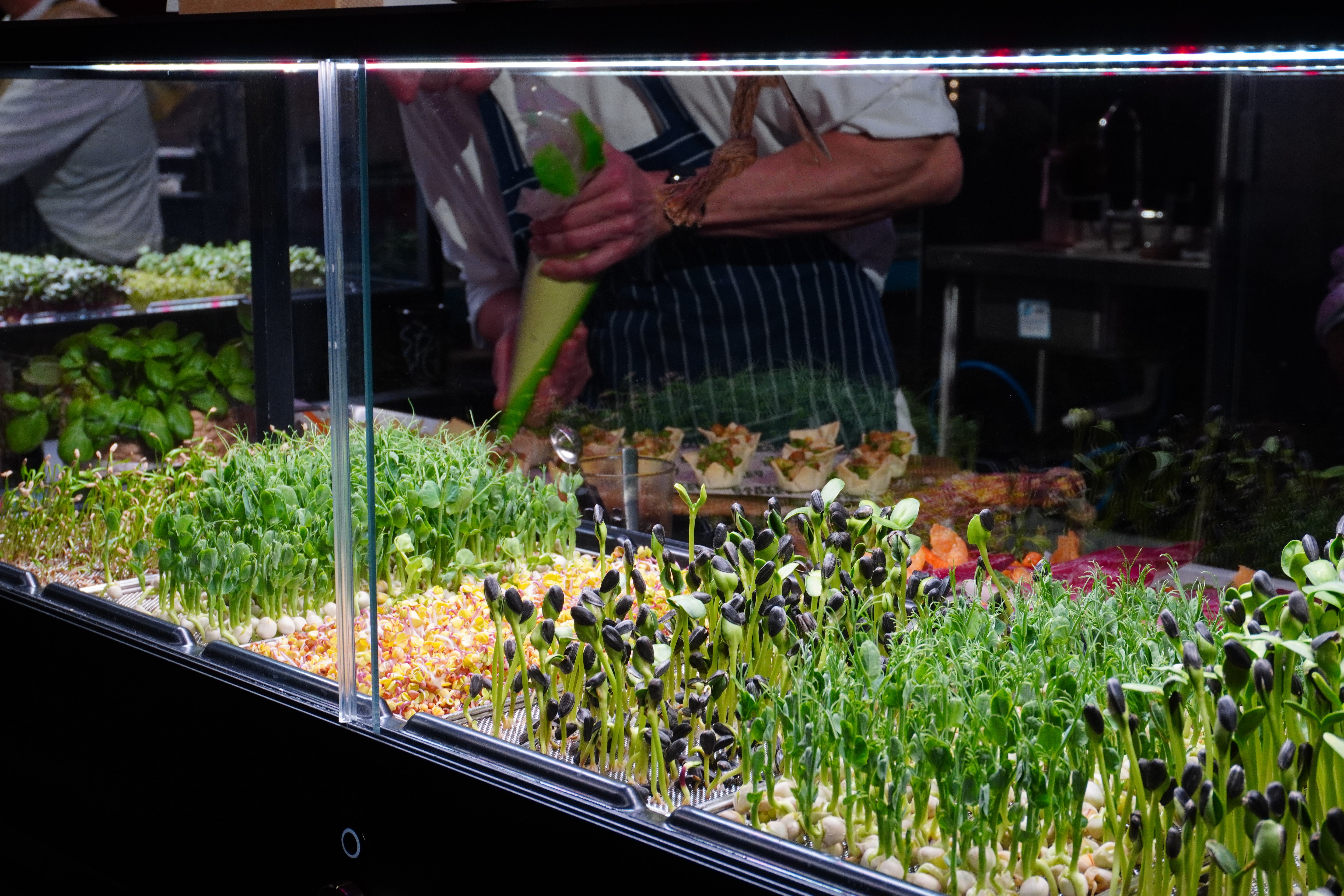 A indoor hydroponic microgreen grower with rows of young green sprouts under bright LED lighting, with a person in a striped apron visible in the background.