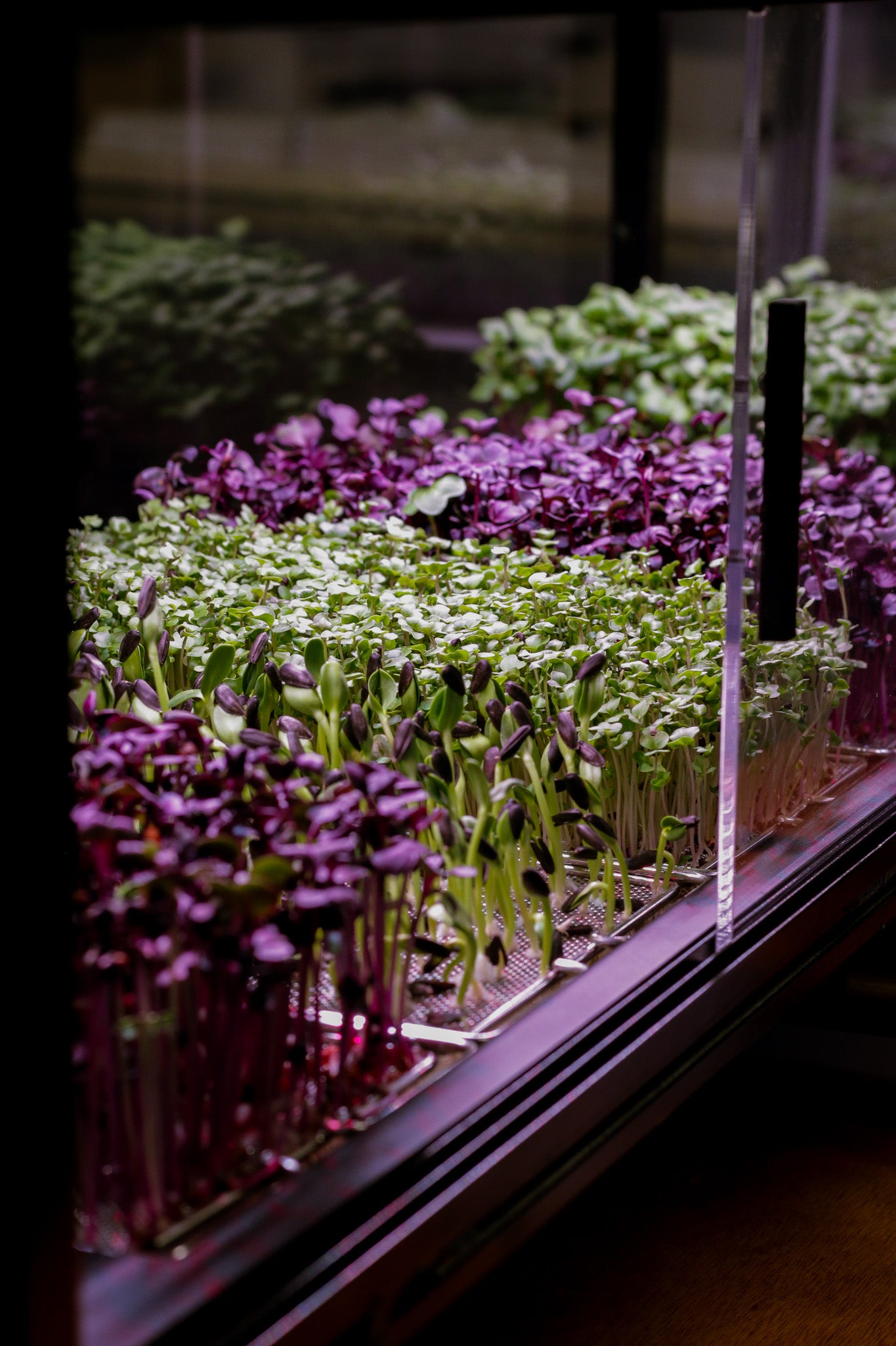 Microgreens growing in an indoor microfarm