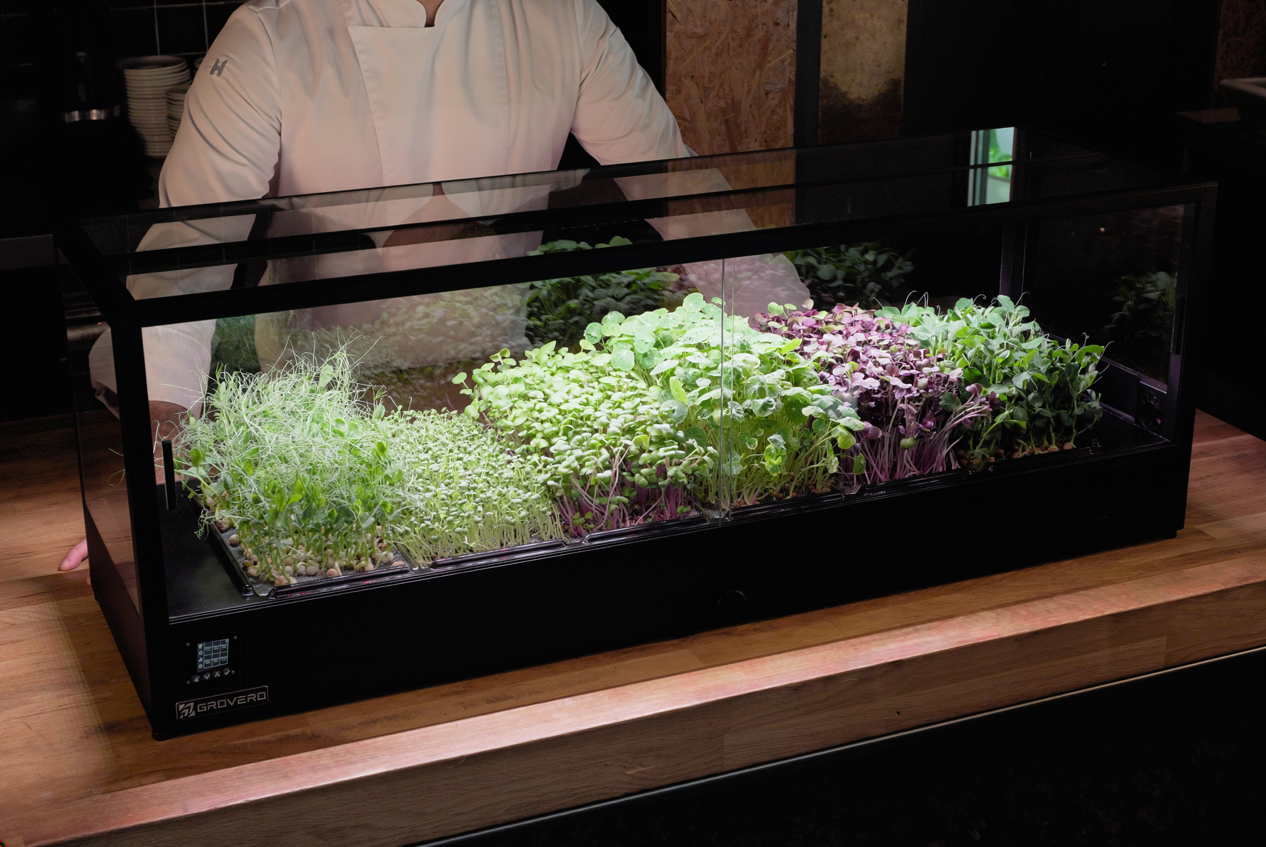 A hydroponic system with greens inside a black frame on a wooden surface, and a chef standing behind.