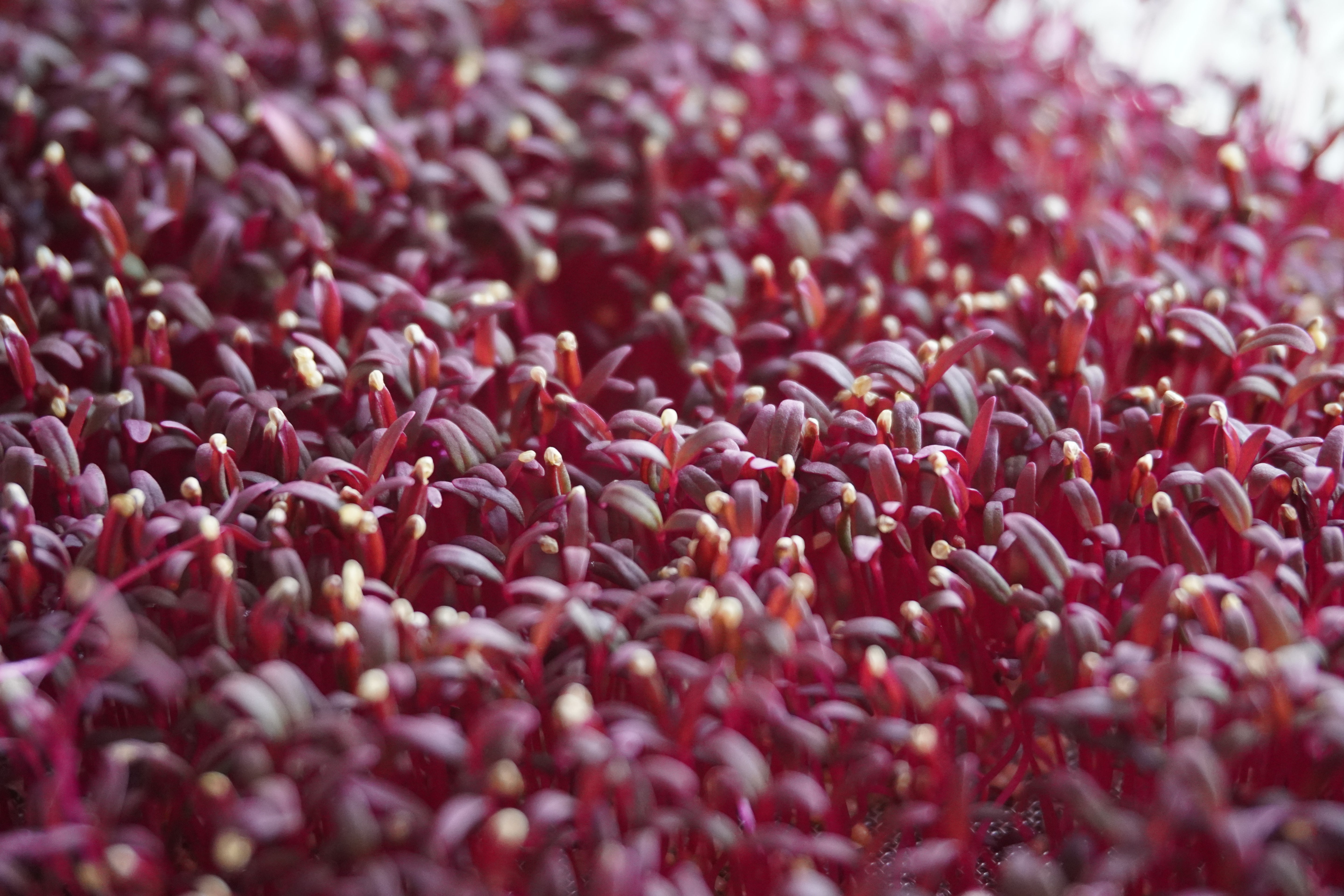 Close-up of Amaranth Red microgreens