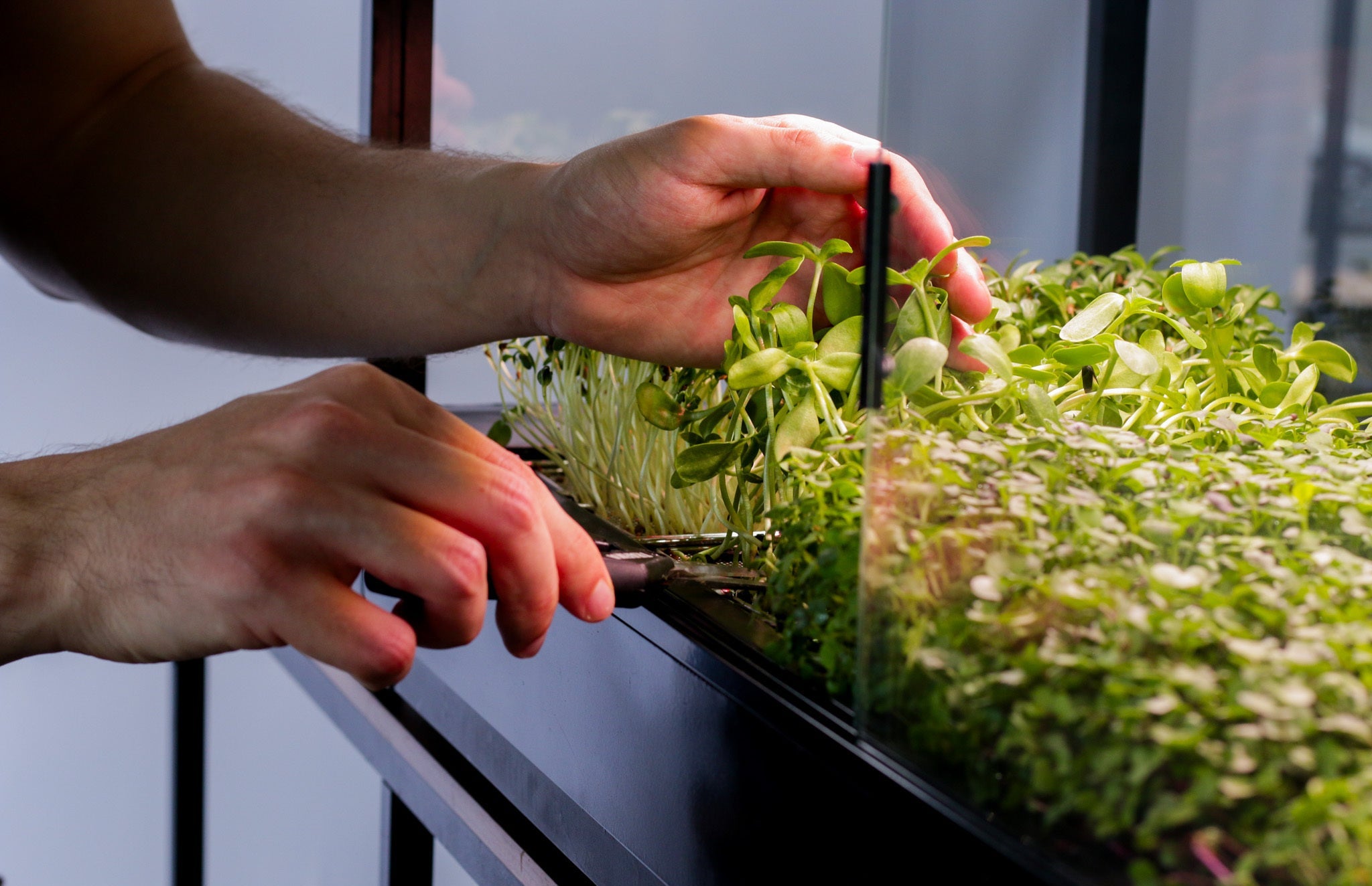 Person trimming microgreens from a hydroponic system.