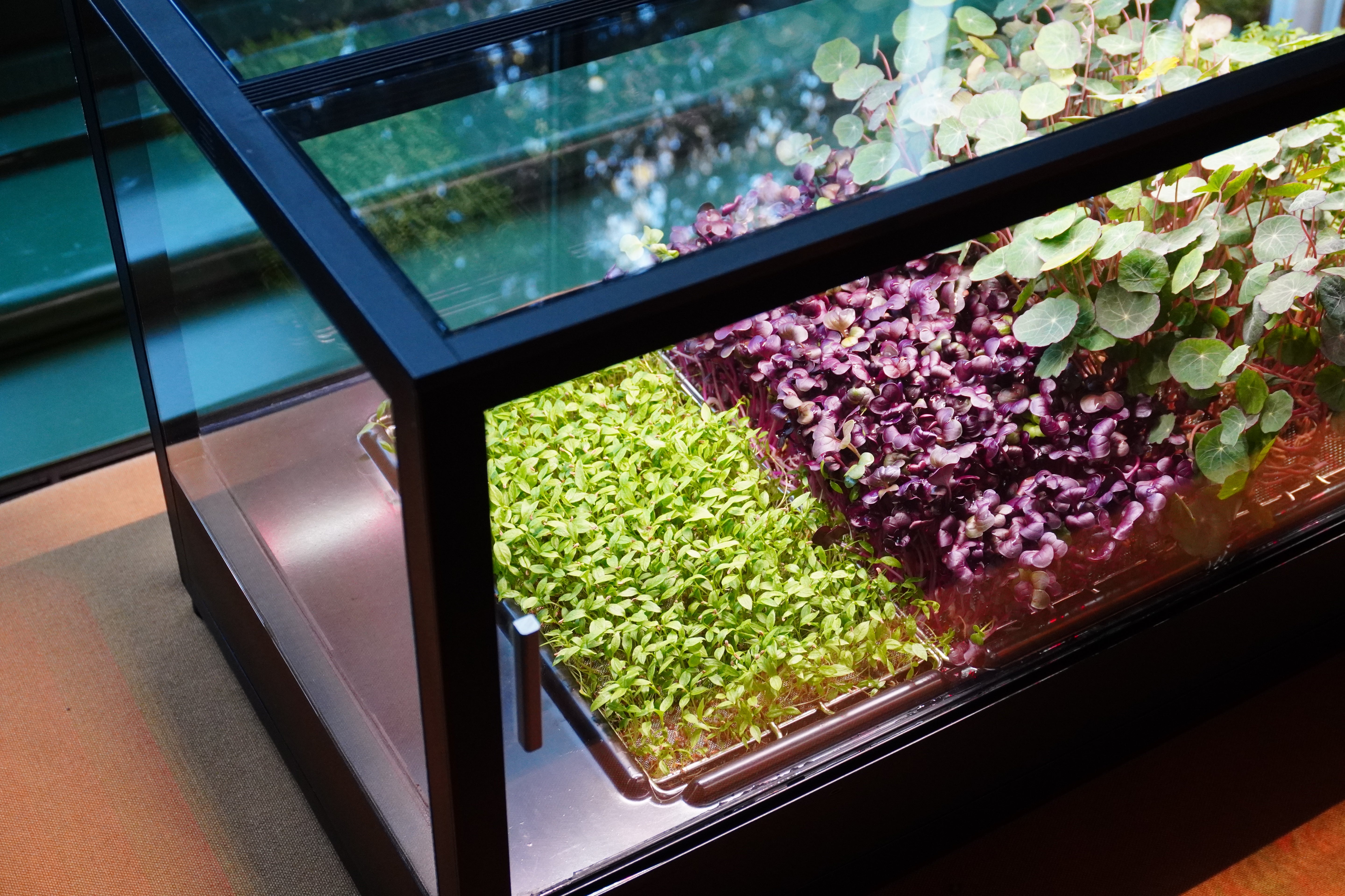Plants growing in a hydroponic system