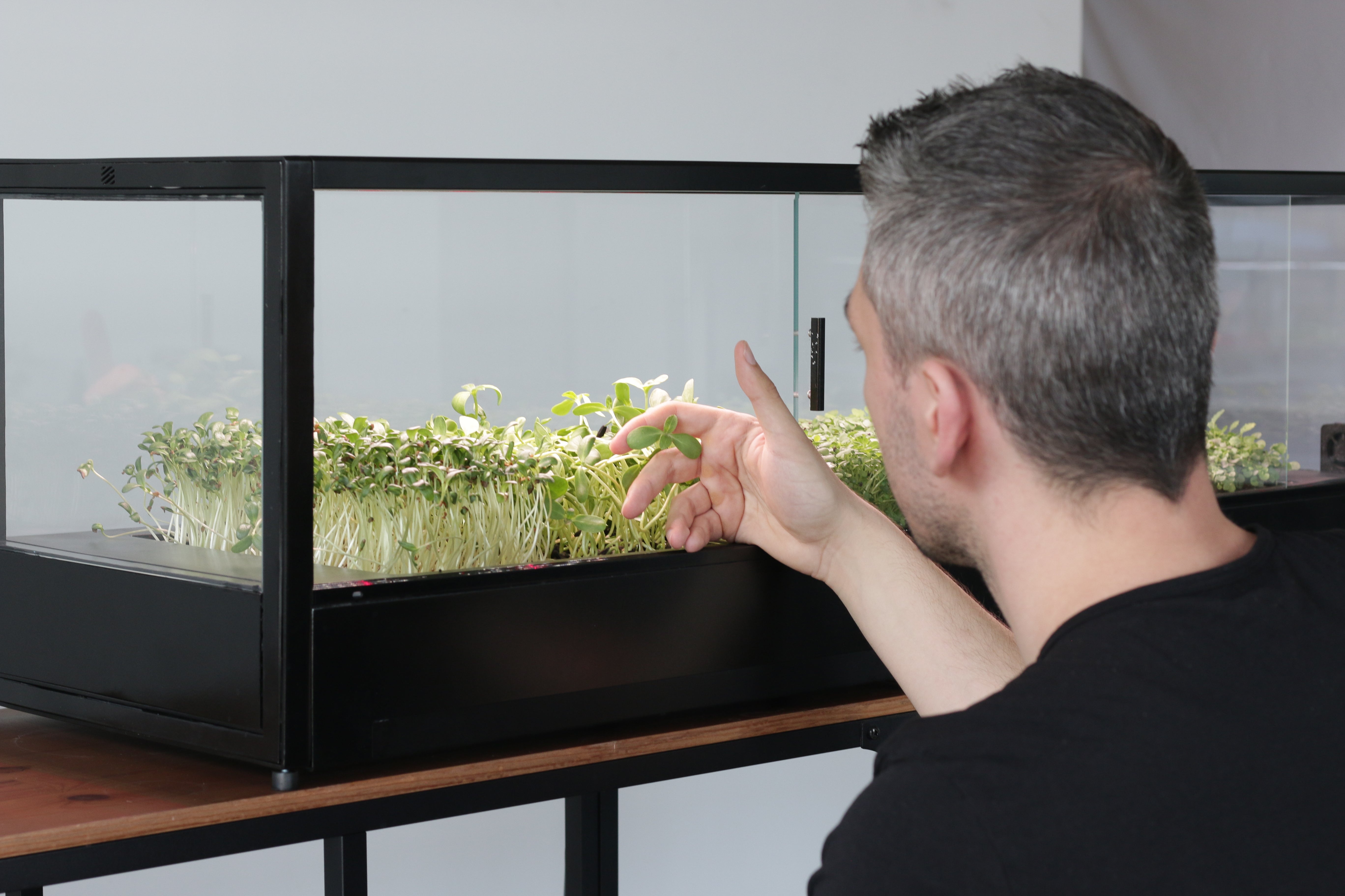 A man in a black shirt points toward green microgreens growing inside a black-framed microfarm.