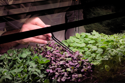 Chef tending to microgreens with tweezers growing inside an indoor microfarm.