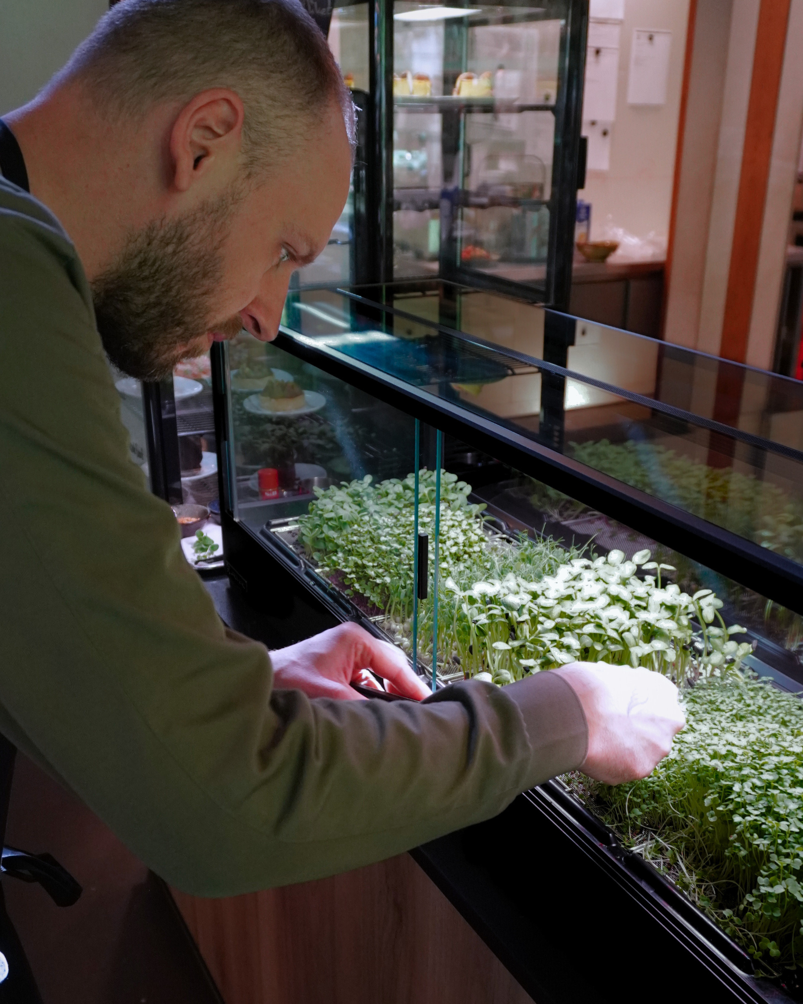 Person examining greens growing in an indoor microfarm