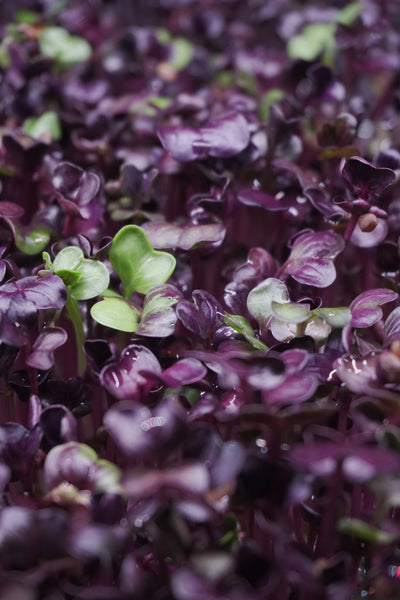Radish, Sango