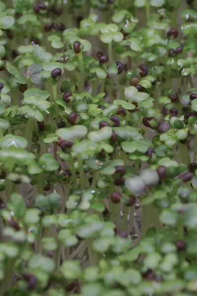 Broccoli, Calabrese
