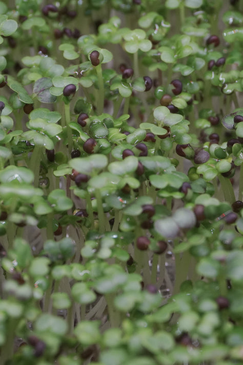 Broccoli, Calabrese