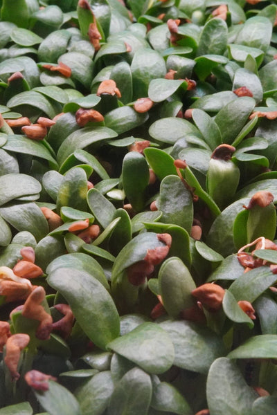 Fenugreek