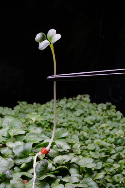 Radish, Daikon