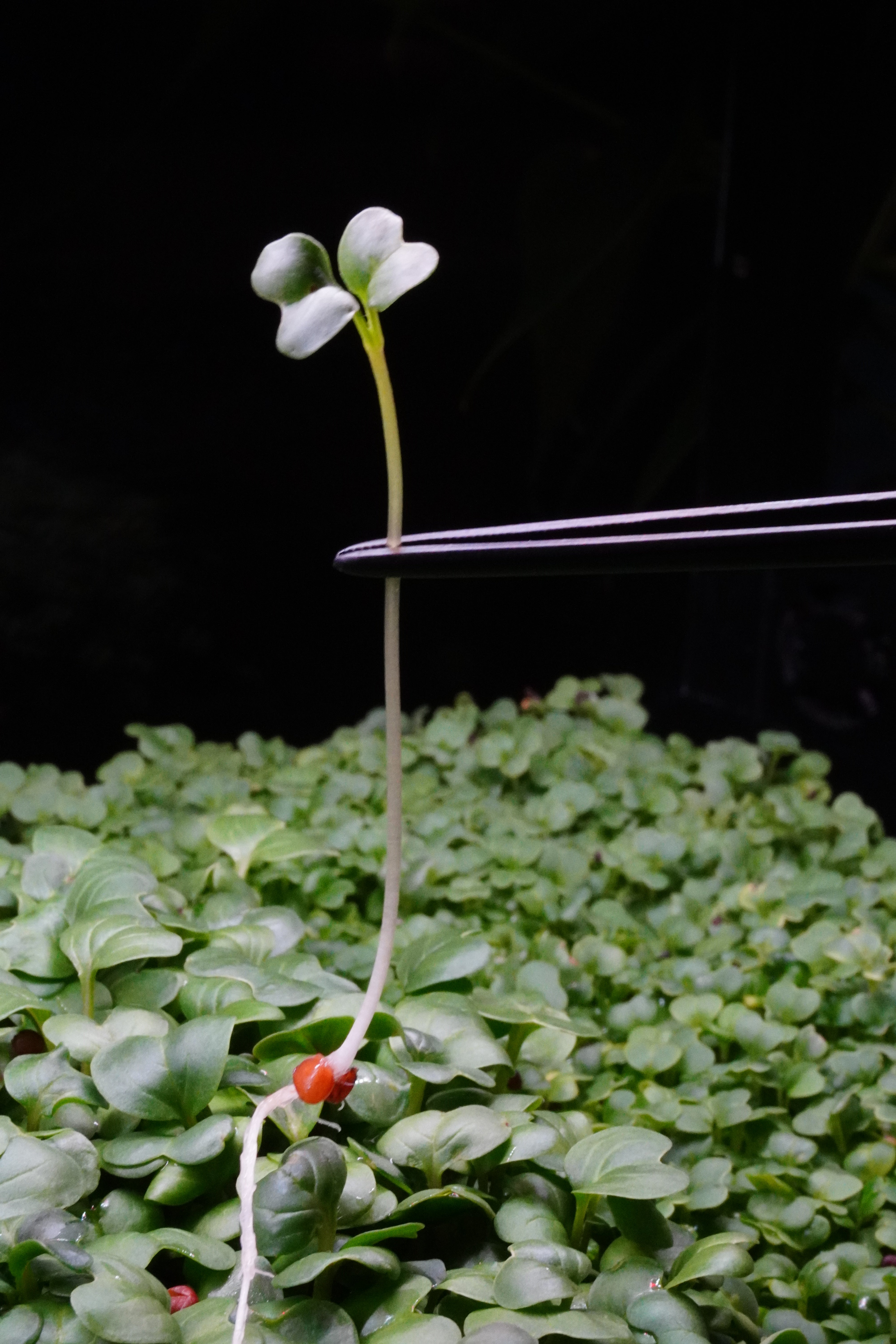 Radish, Daikon