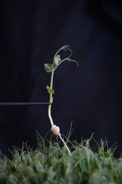 Pea, Jumbo