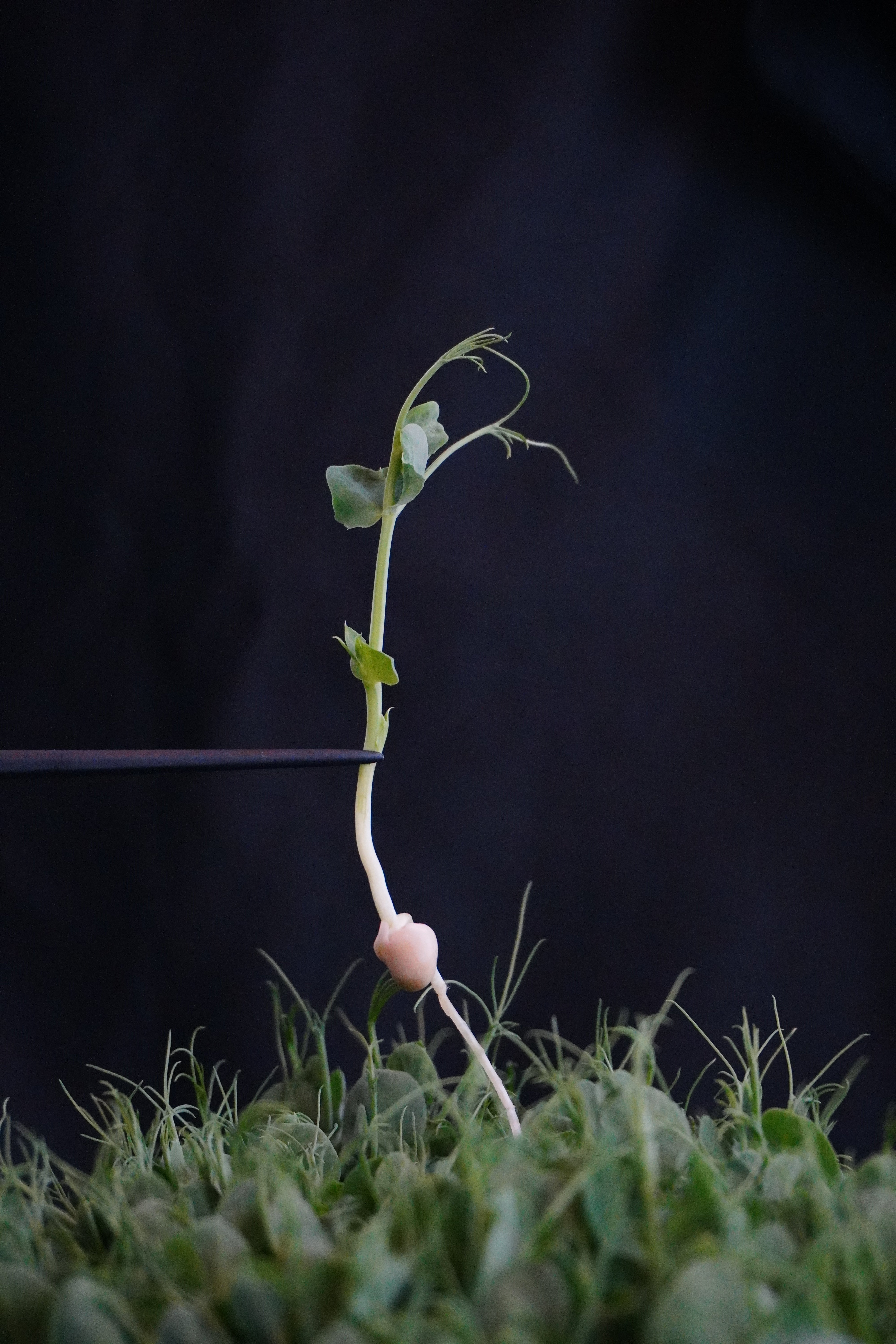 Pea, Jumbo