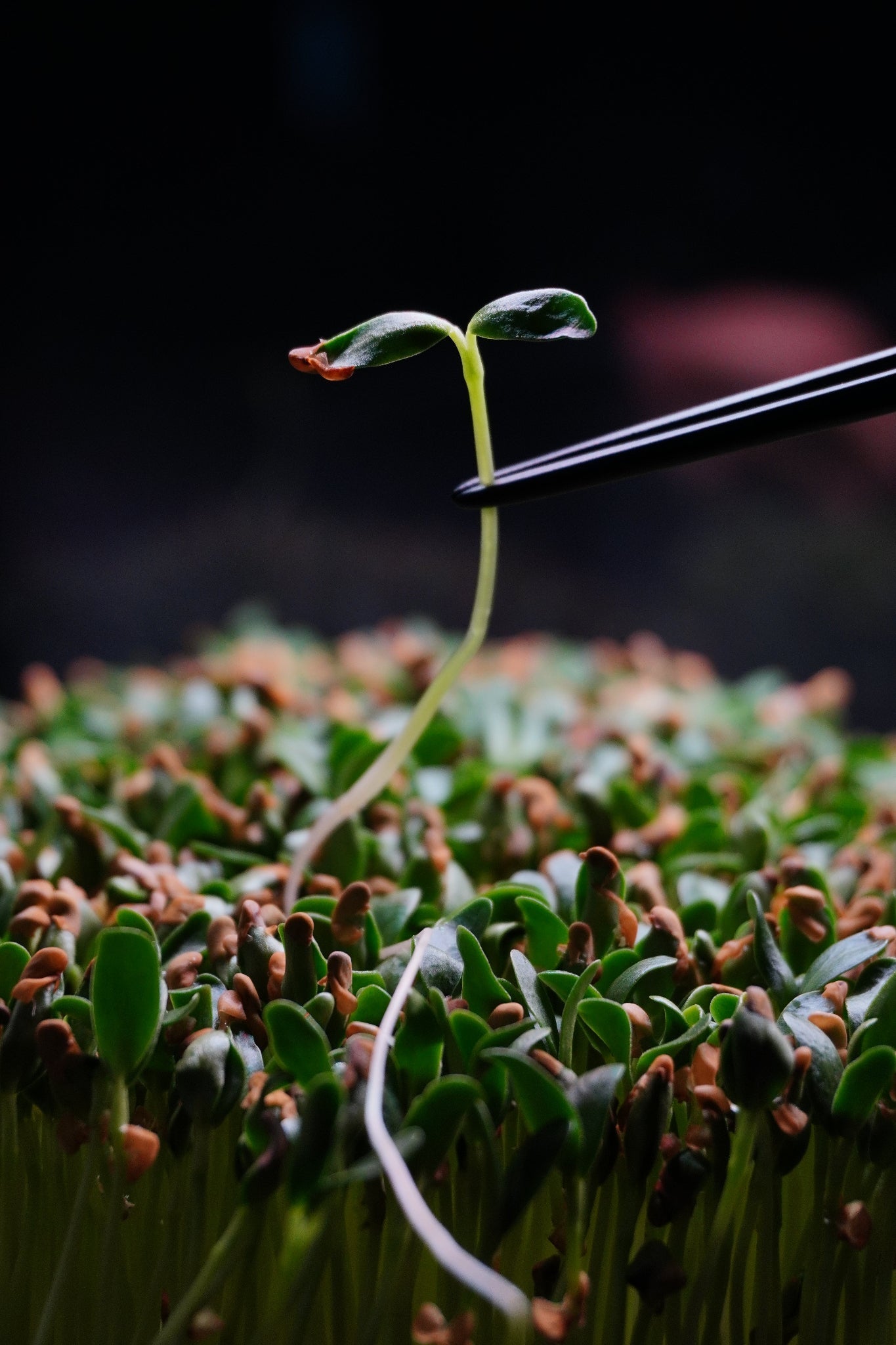 Fenugreek