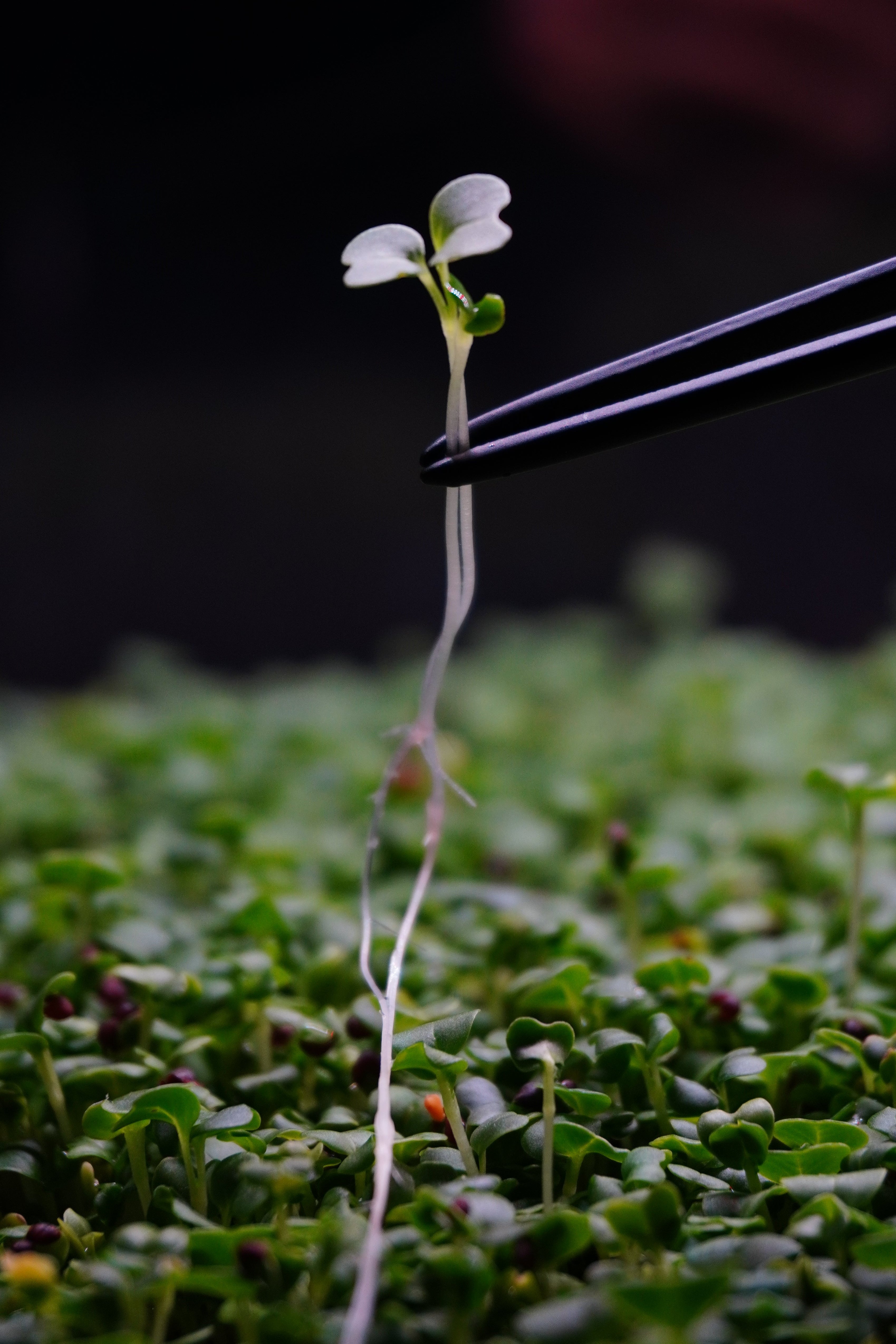 Pak Choi