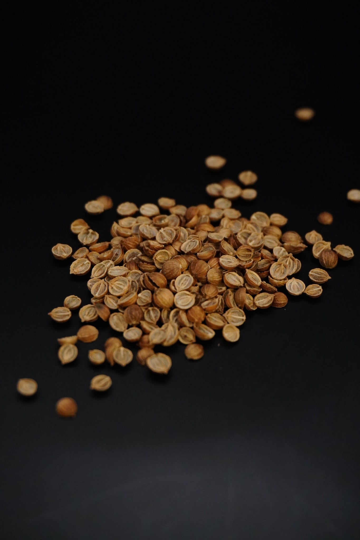 Coriander