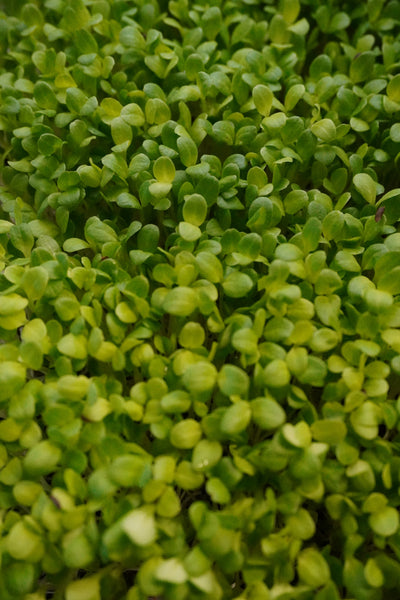 Lettuce, Crisp