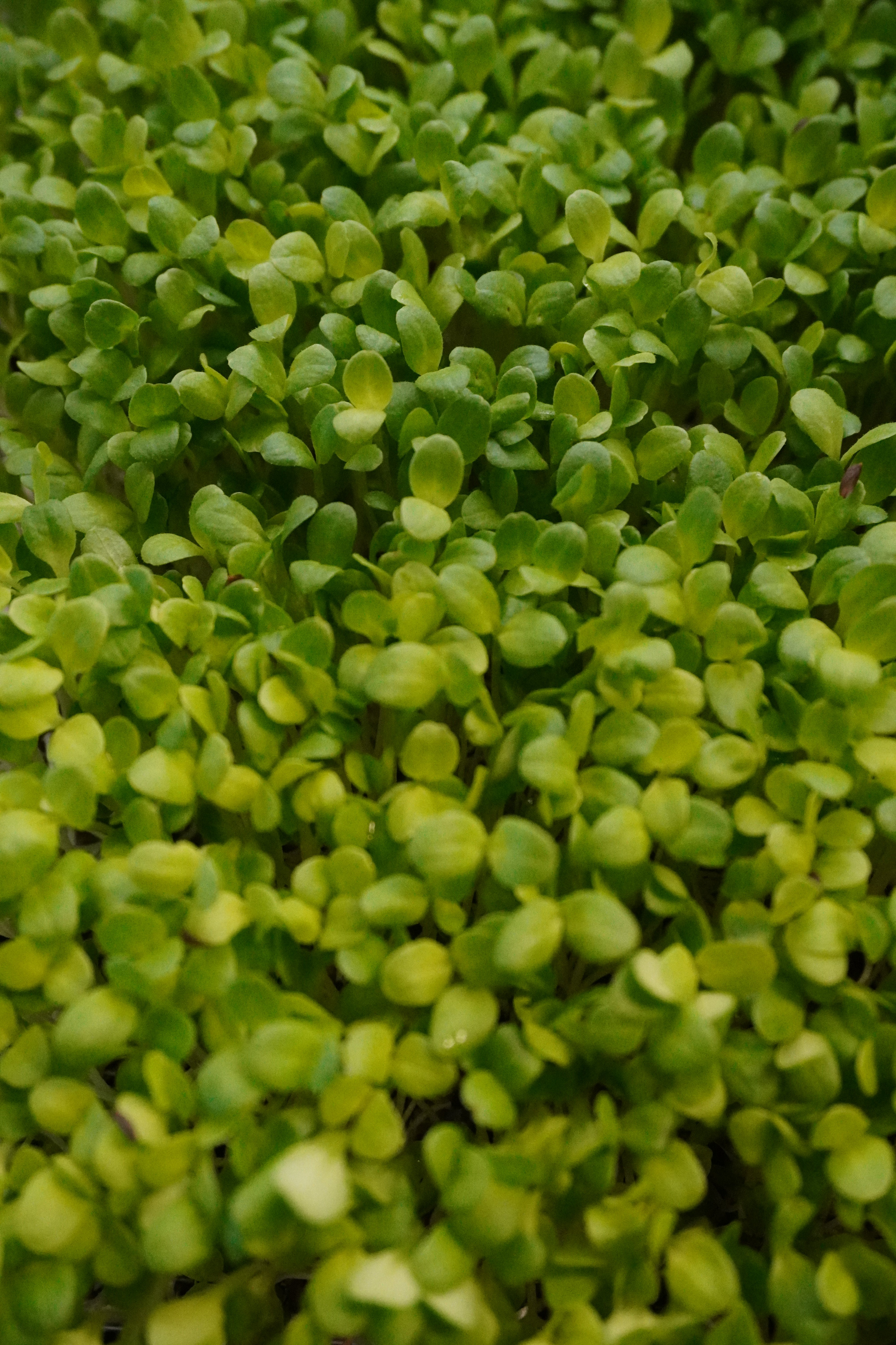 Lettuce, Crisp