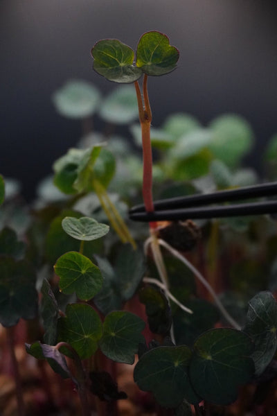 Nasturtium, India