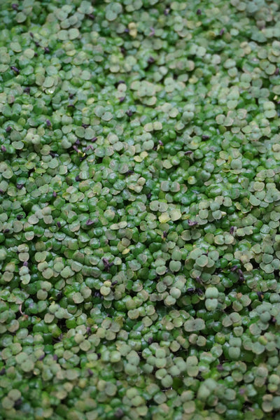 Lemon, Balm