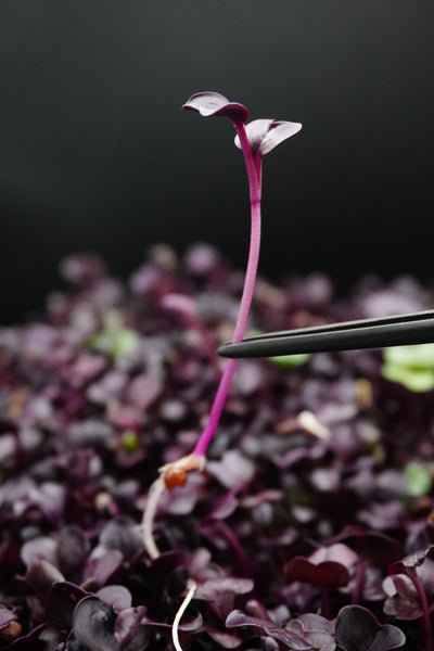 Radish, Sango