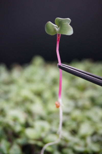 Radish, China Rose
