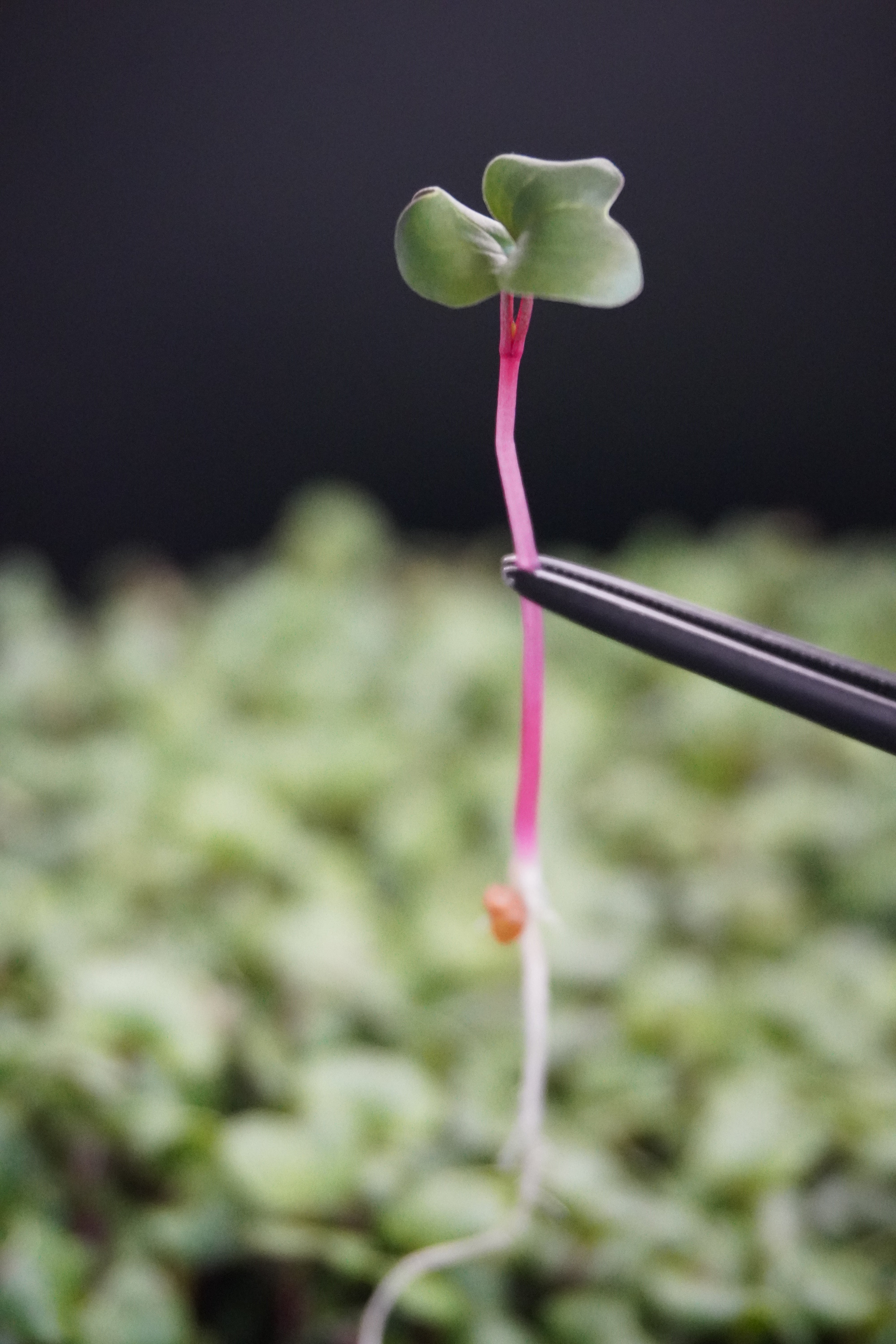 Radish, China Rose