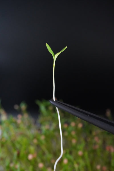 Coriander