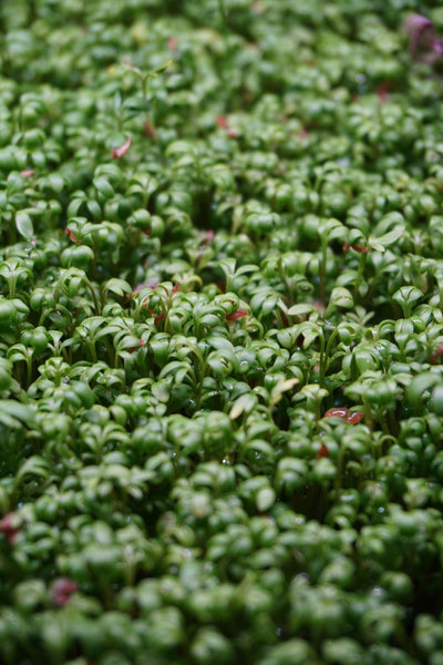 Cress